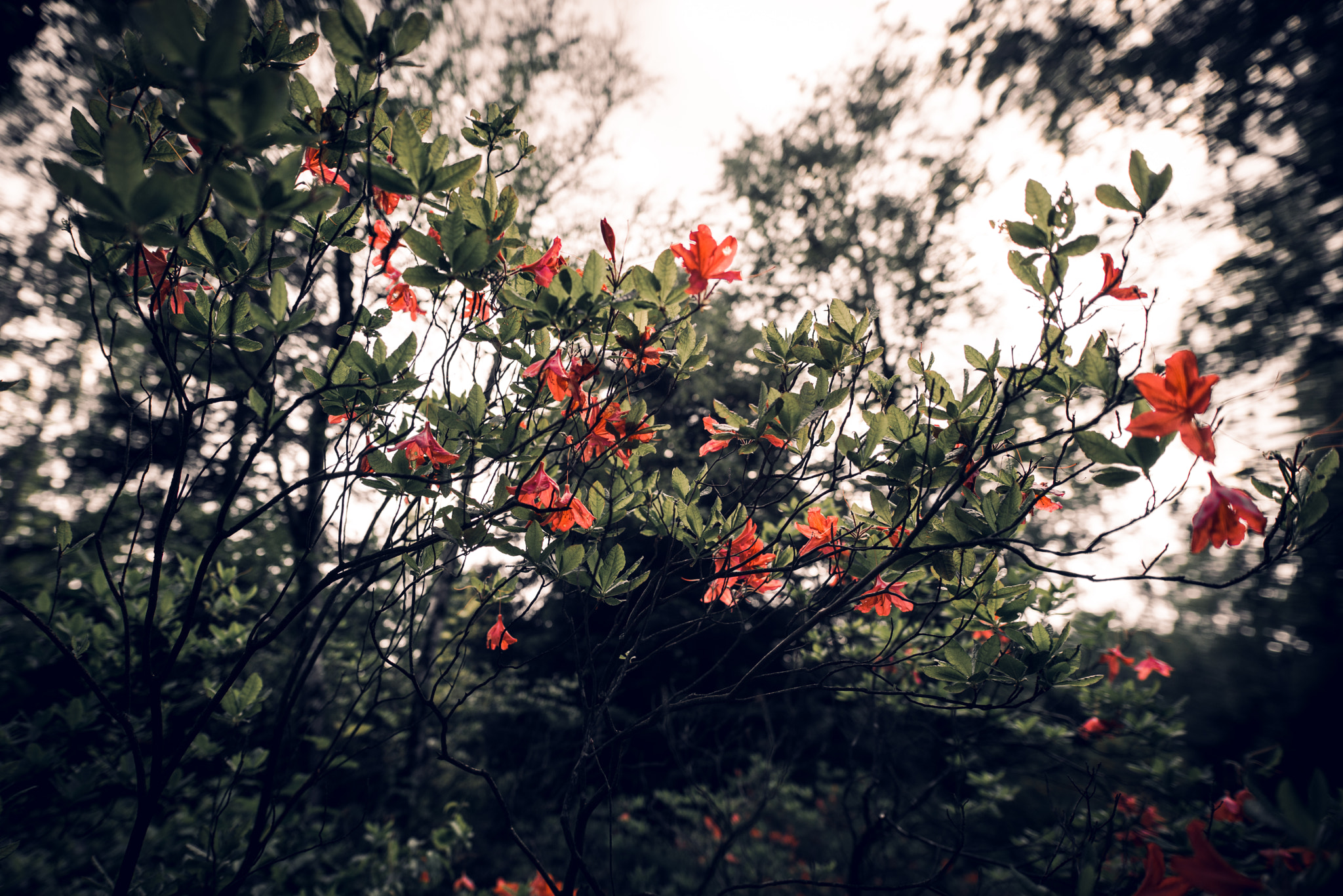 Sony a7R + Sigma 20mm F1.4 DG HSM Art sample photo. Spring photography