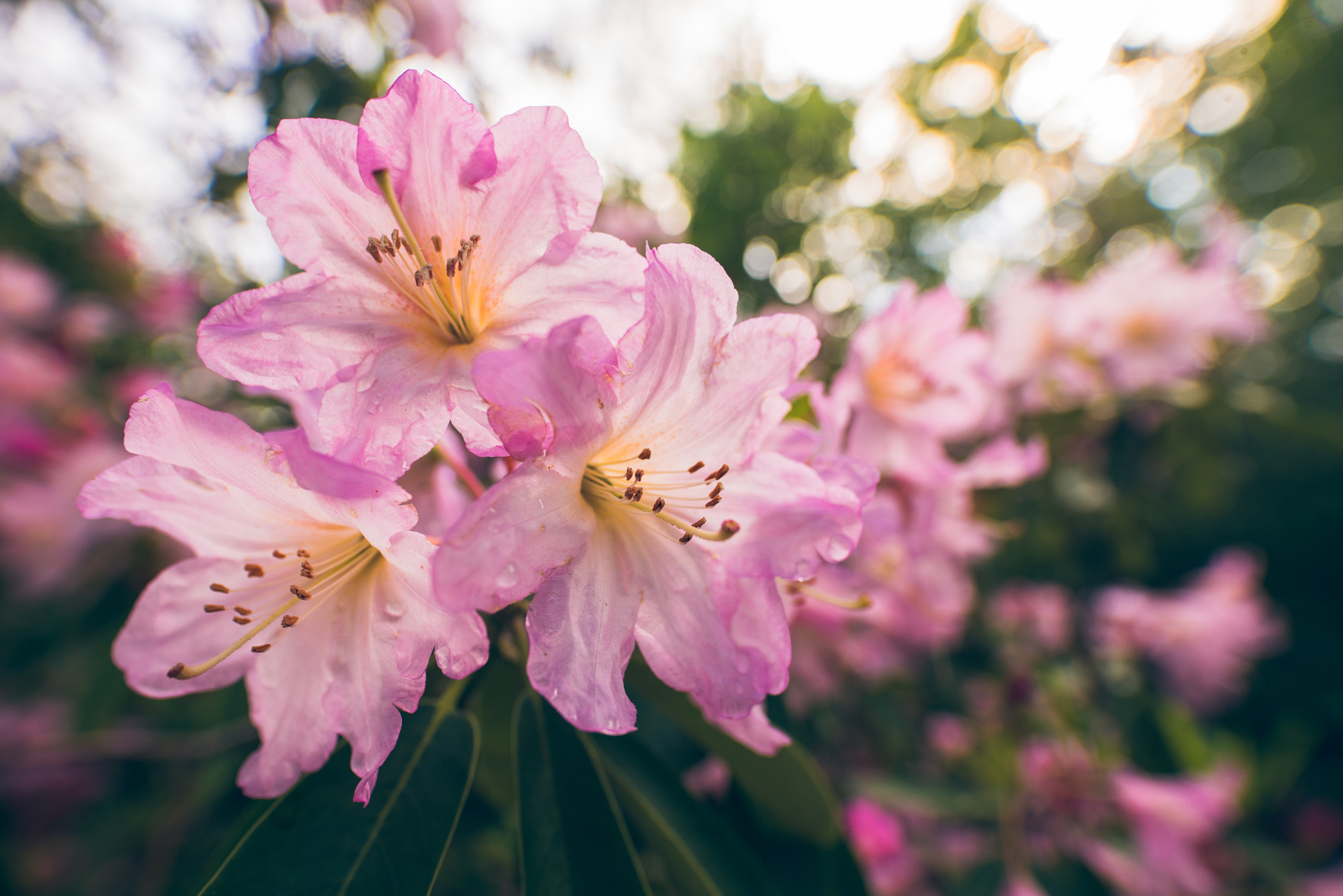 Sony a7R + Sigma 20mm F1.4 DG HSM Art sample photo. Springtime photography