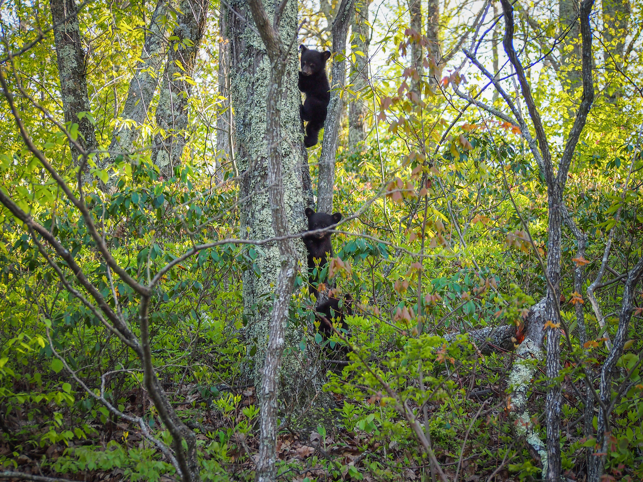 Olympus PEN E-P3 + Olympus M.Zuiko Digital ED 40-150mm F4-5.6 R sample photo. Bear cubs climbing a tree, shenandoah national park photography