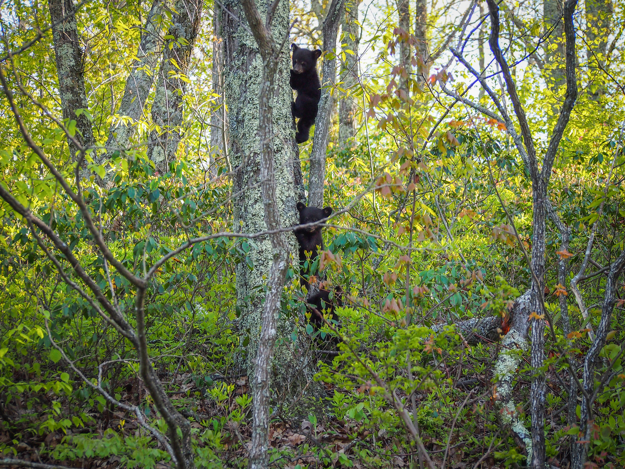 Olympus PEN E-P3 sample photo. Bear cubs climbing a tree, shenandoah national park photography