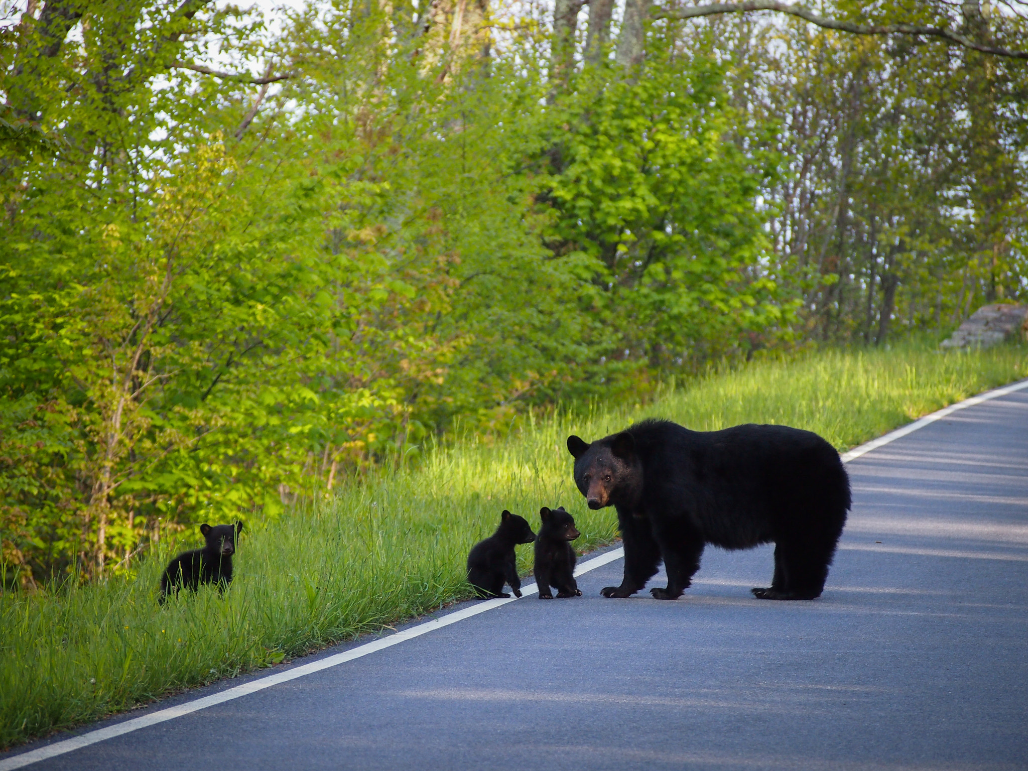 Olympus PEN E-P3 + Olympus M.Zuiko Digital ED 40-150mm F4-5.6 R sample photo. Mother bear and her cubs, shenandoah national park photography