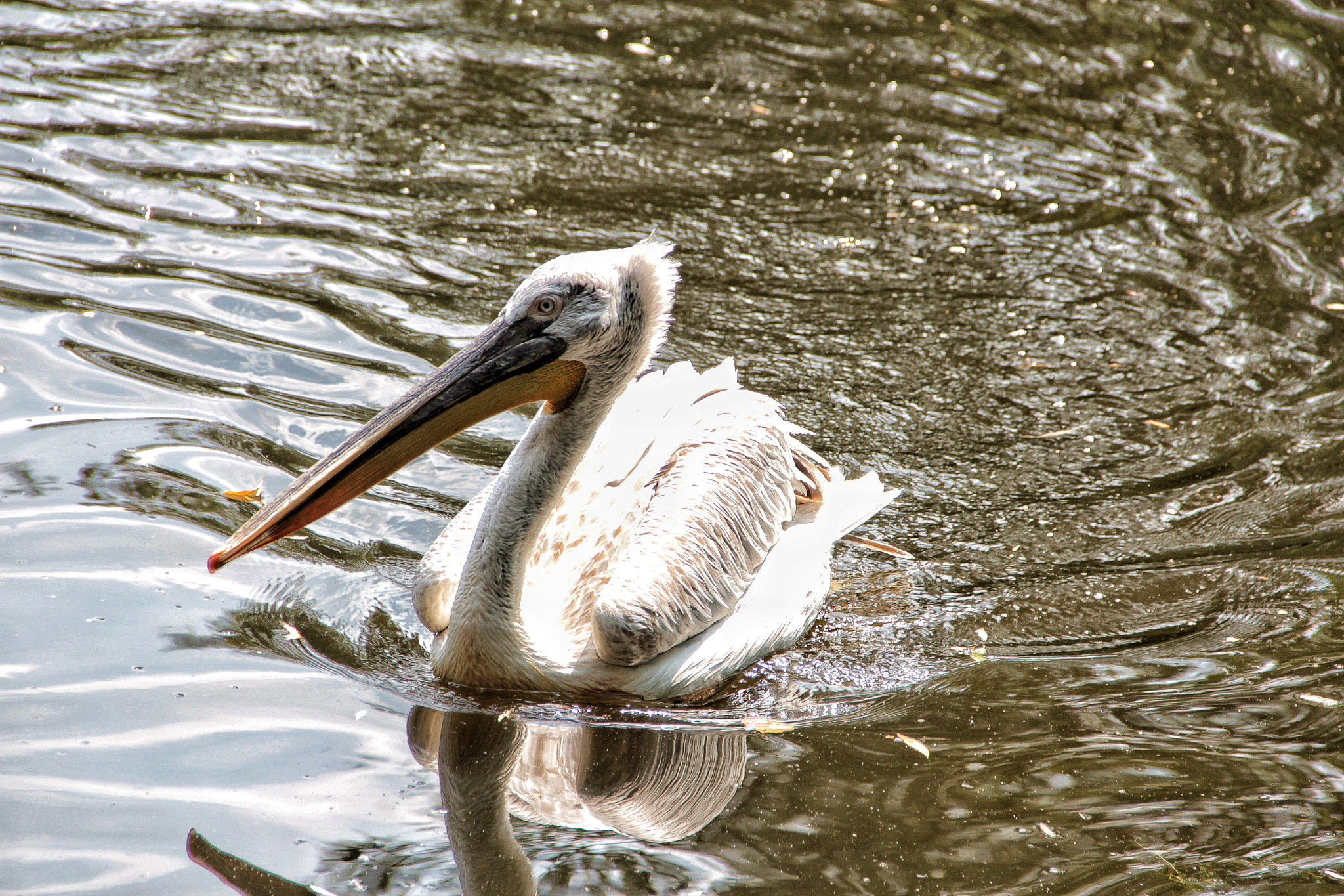 Canon EF-S 18-135mm F3.5-5.6 IS sample photo. It's a pelican from leipzig photography