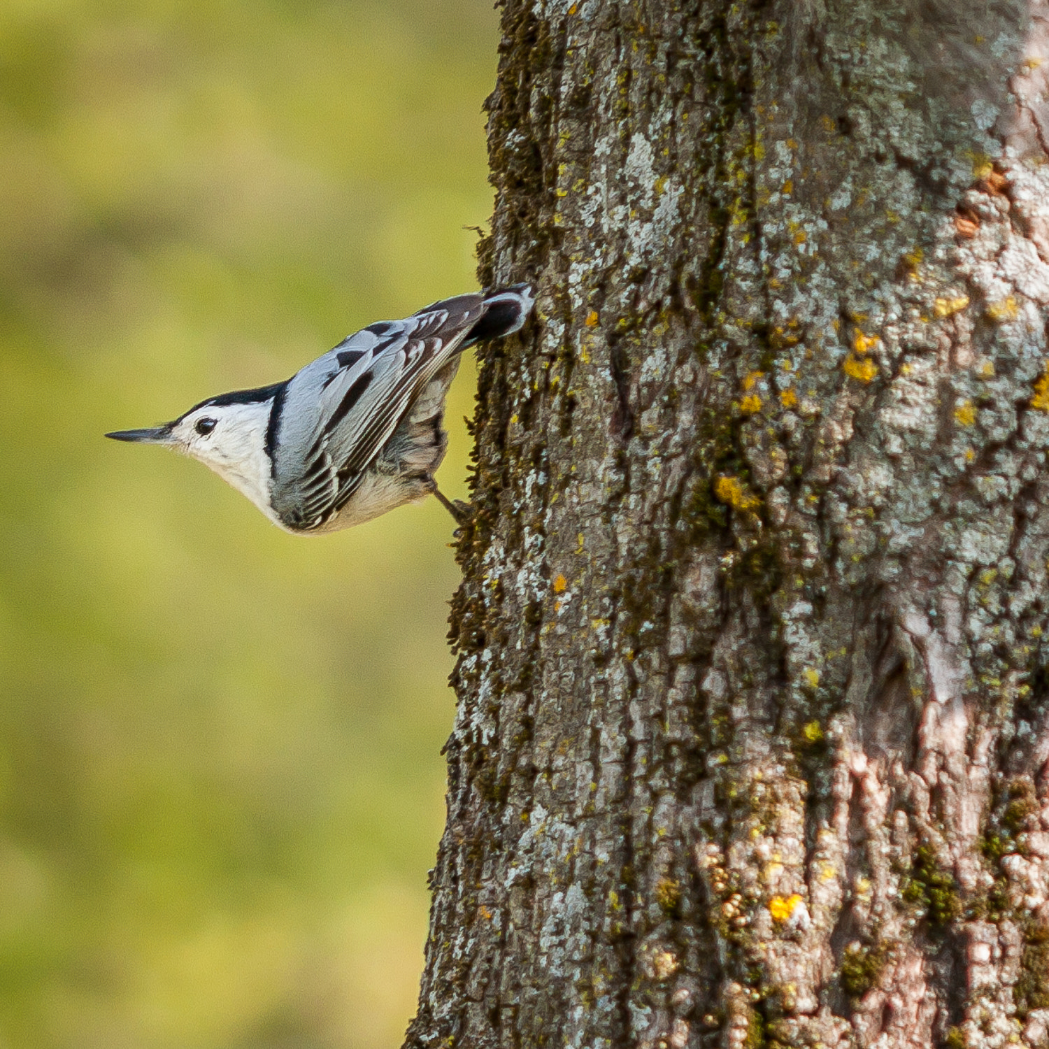 Canon EF 100mm F2.8 Macro USM sample photo. Bird in yoga pose photography