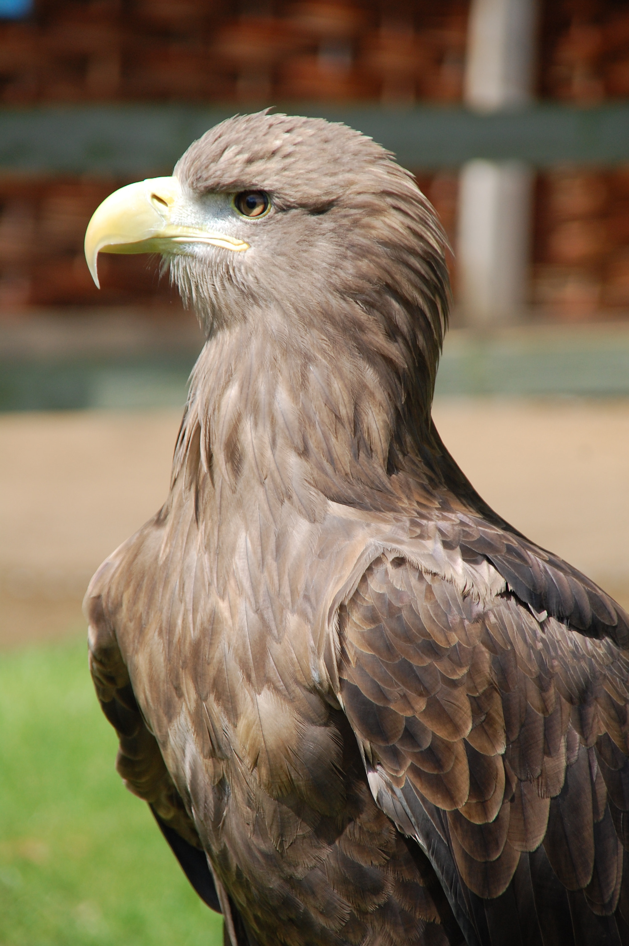 Nikon D40 + Sigma 18-200mm F3.5-6.3 DC sample photo. Eagle photography