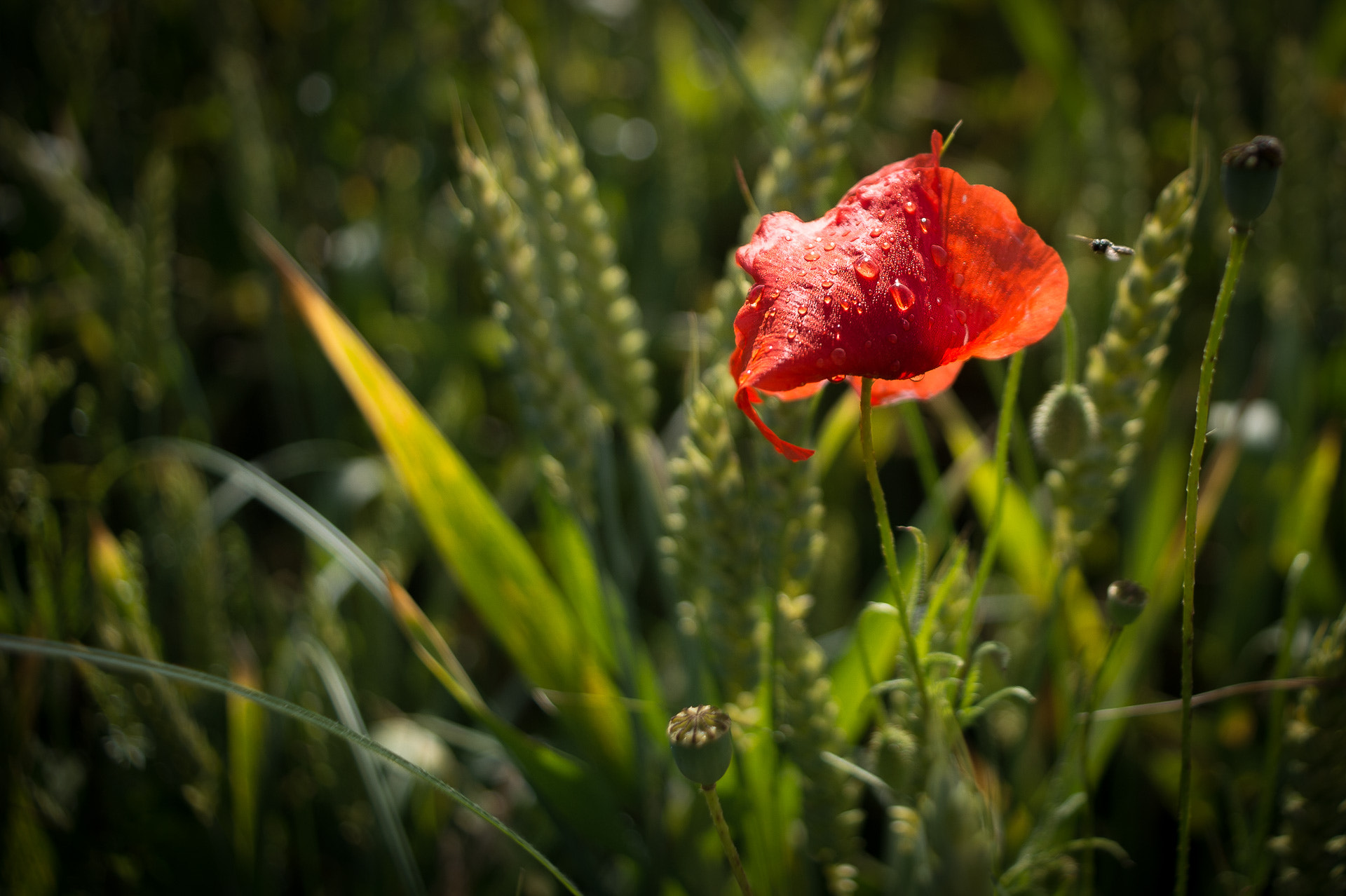 Nikon Df + AF Nikkor 28mm f/2.8 sample photo. Rouge photography