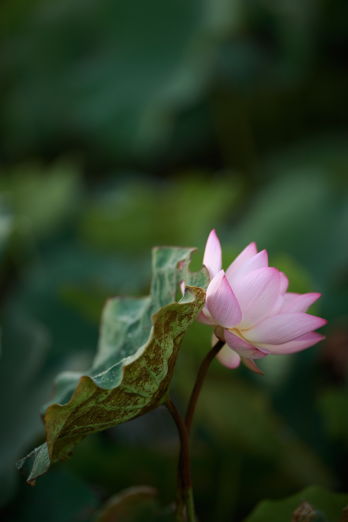 Canon EOS-1D X + Canon EF 200mm F2L IS USM sample photo