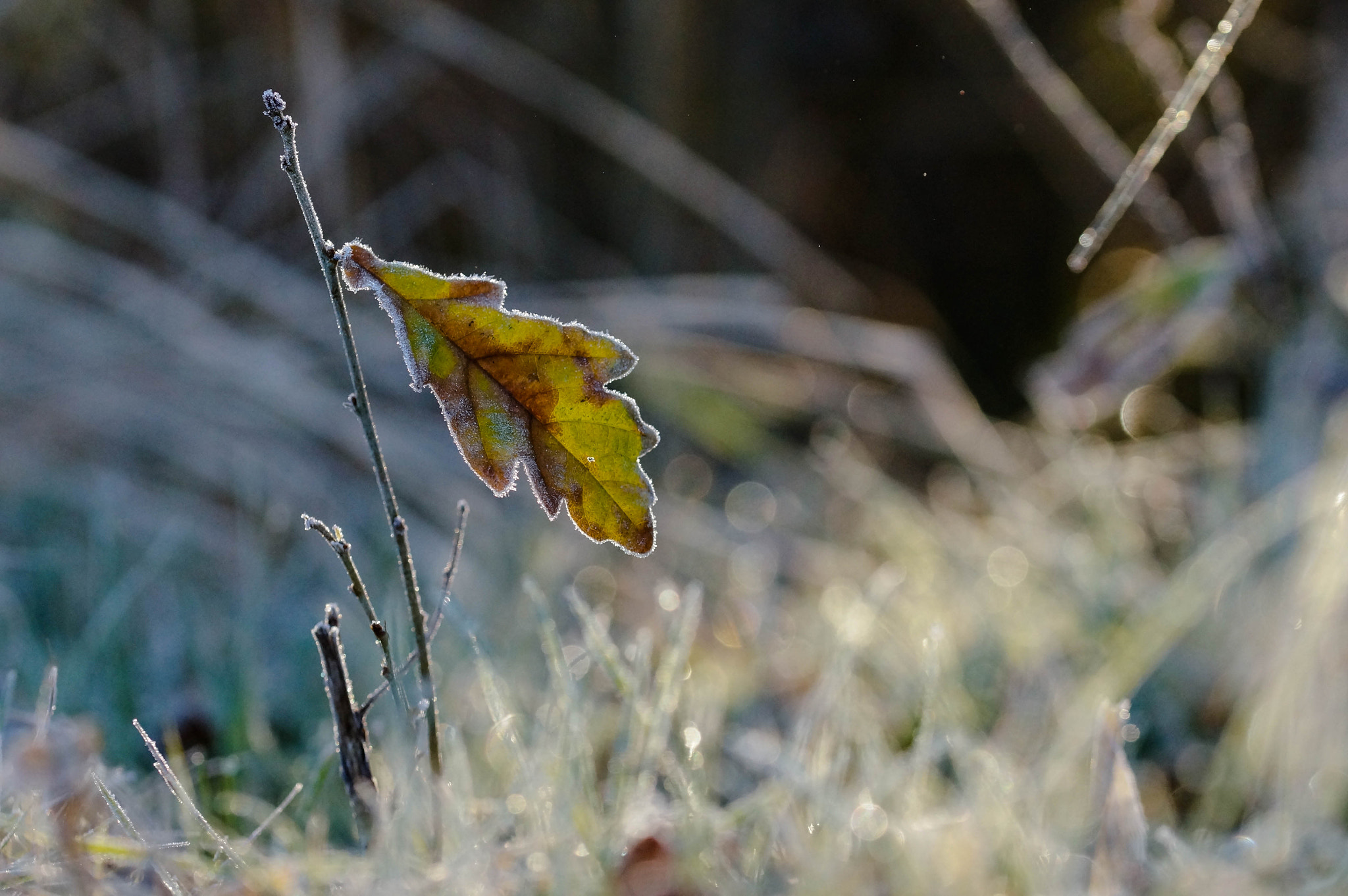 Sony SLT-A57 + 105mm F2.8 sample photo. Givrée photography