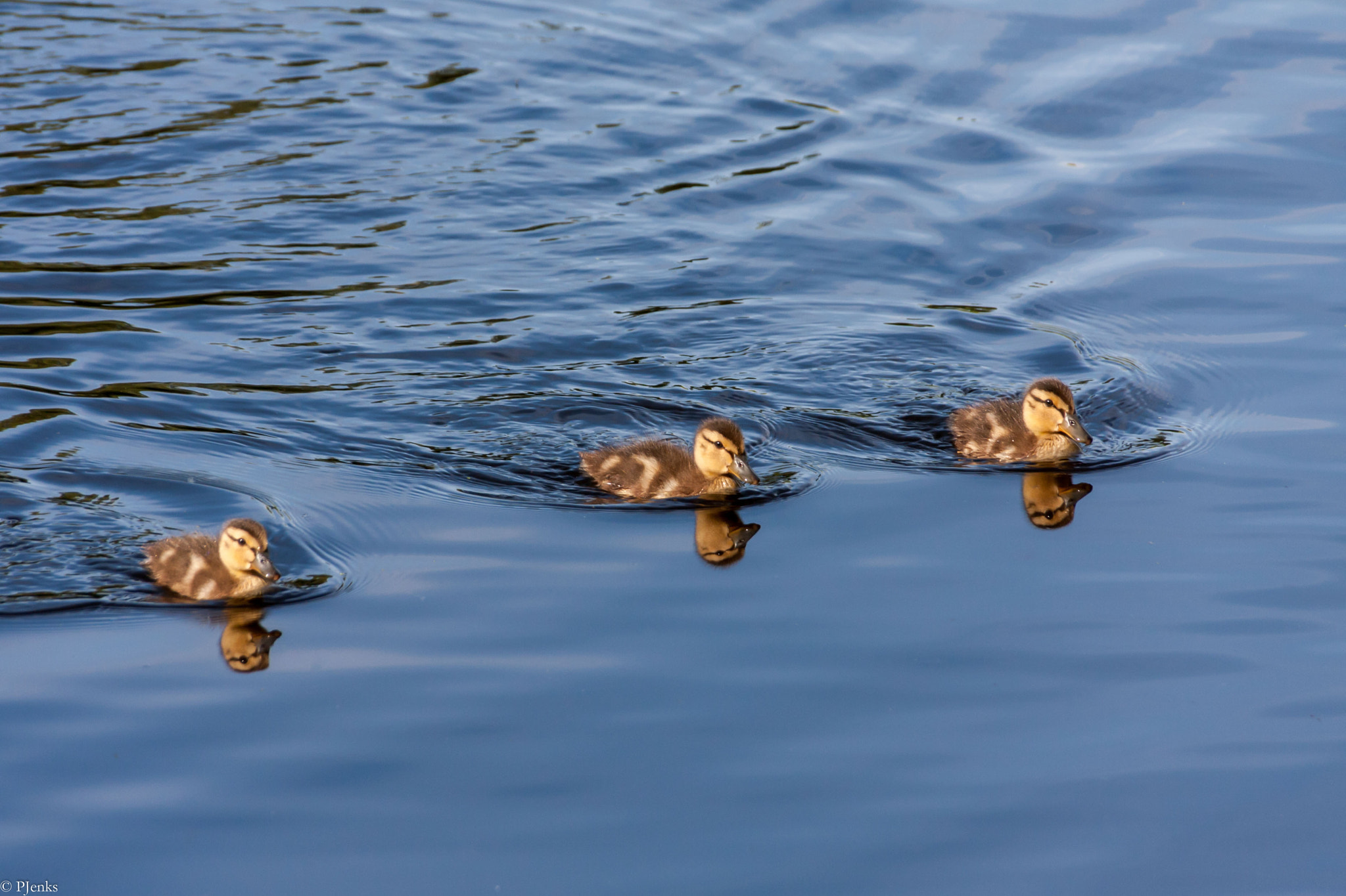 Sigma 18-250mm F3.5-6.3 DC OS HSM sample photo. Ducks in  a row photography
