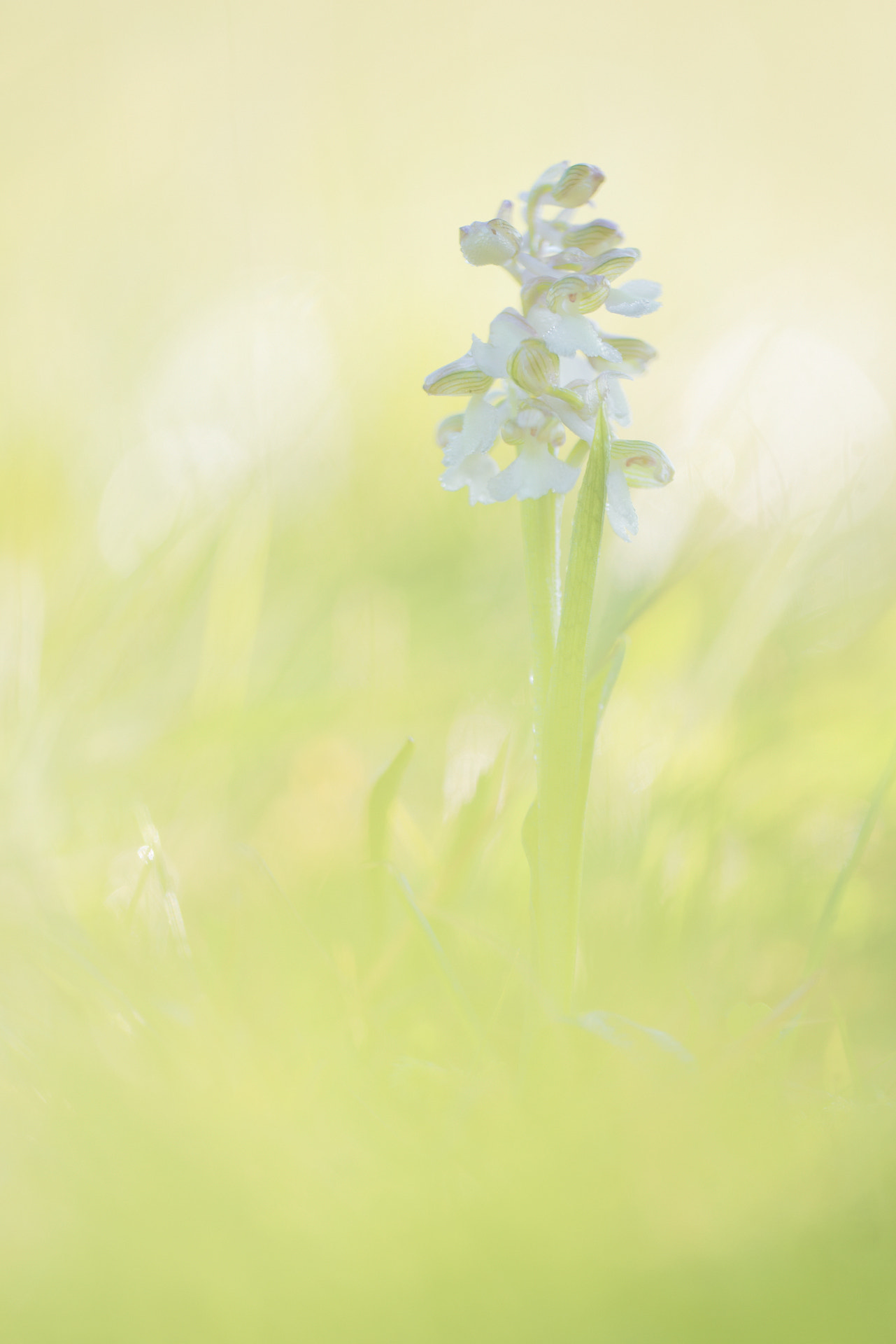 Sigma 150mm f/2.8 EX DG OS HSM APO Macro sample photo. White morio photography