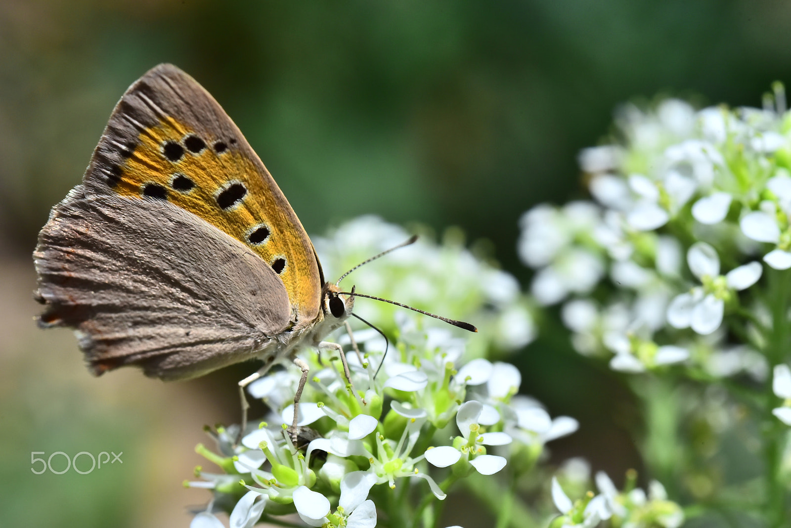 Nikon D750 + AF Micro-Nikkor 60mm f/2.8 sample photo. Ads_5281.jpg photography
