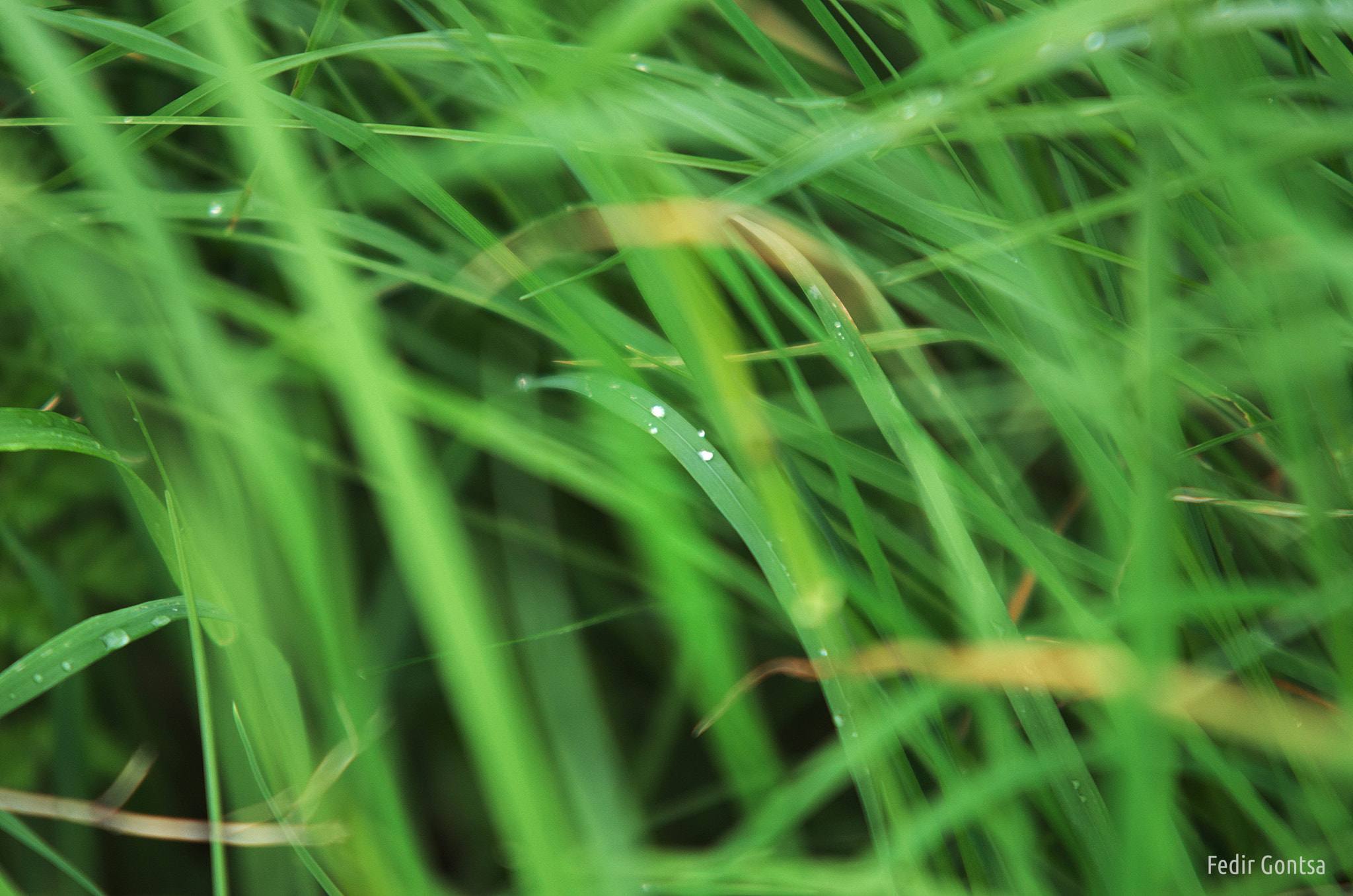 Sigma 70-200mm F2.8 EX DG OS HSM sample photo. Green grass photography