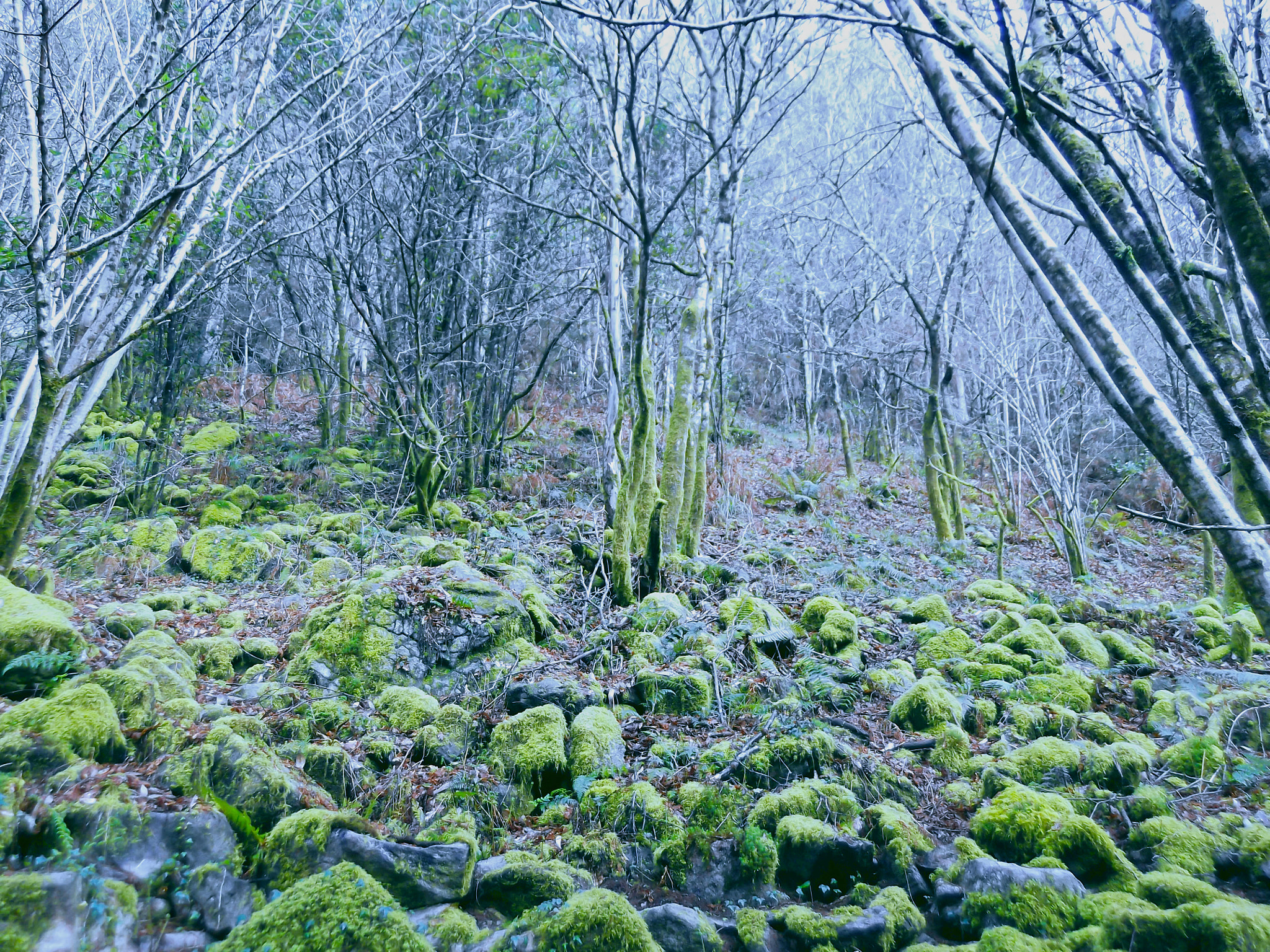 FujiFilm FinePix T200 (FinePix T205) sample photo. El bosque encantado photography
