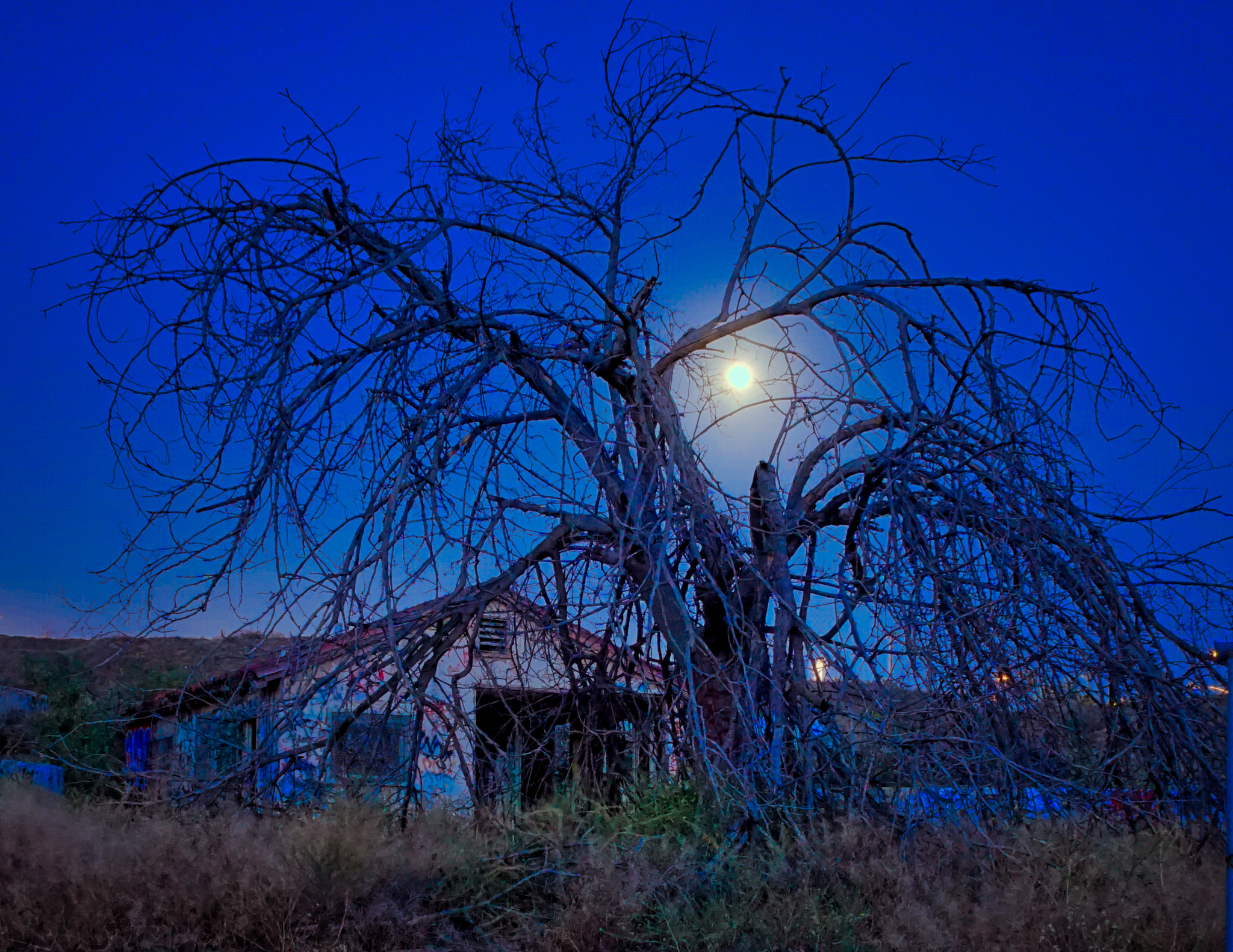Tamron 18-200mm F3.5-6.3 Di III VC sample photo. Gnarled tree photography