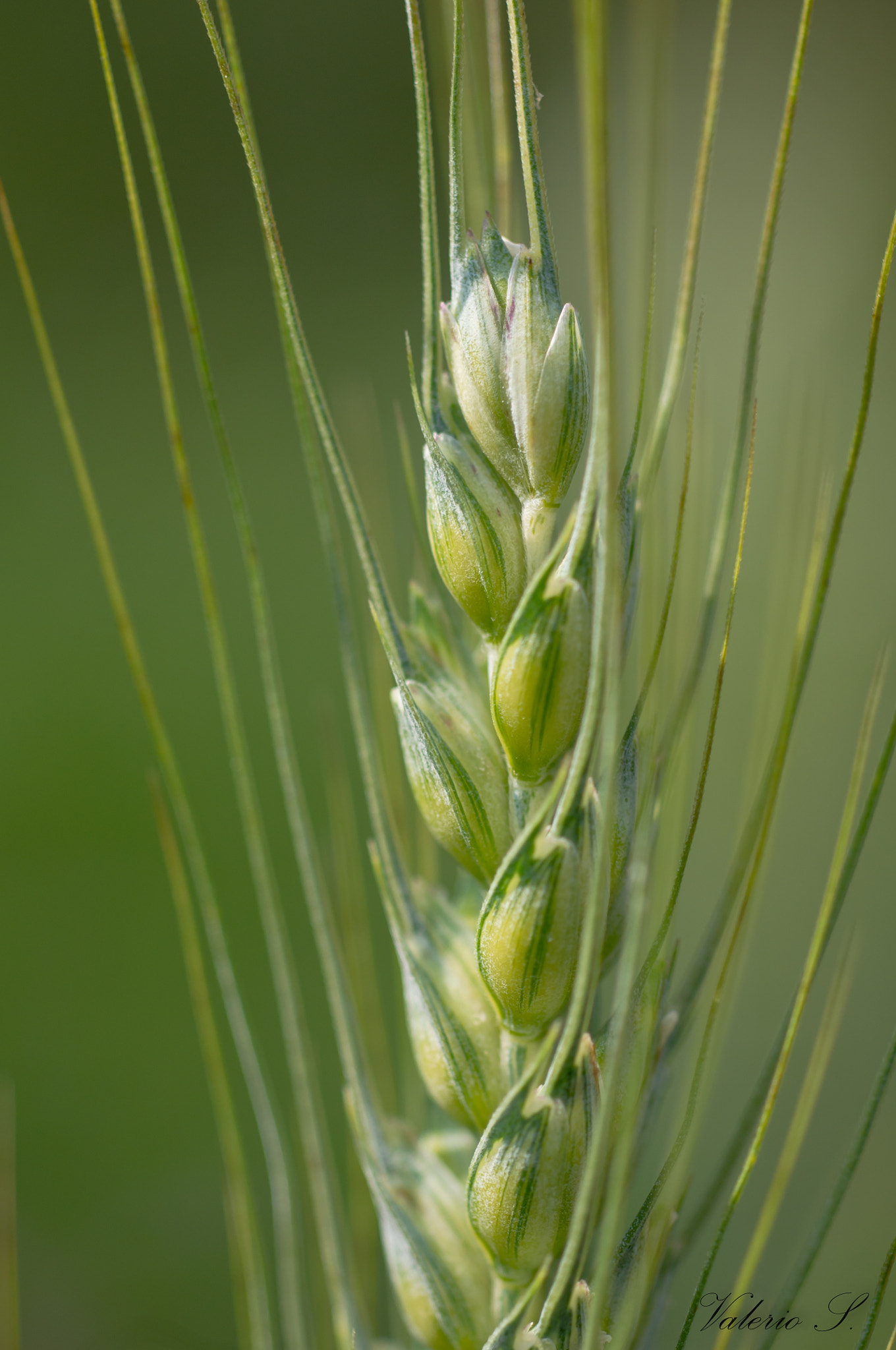 Pentax K-x + A Series Lens sample photo. Spiga di grano photography
