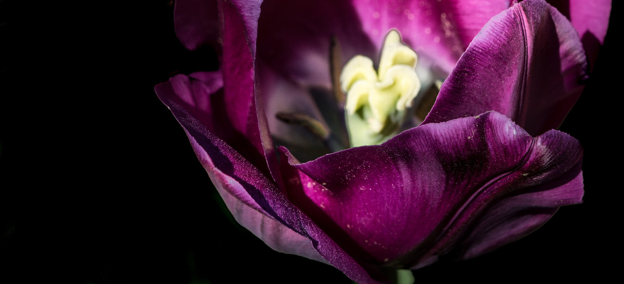 Nikon AF-S DX Micro-Nikkor 85mm F3.5G ED VR sample photo. Some petals photography