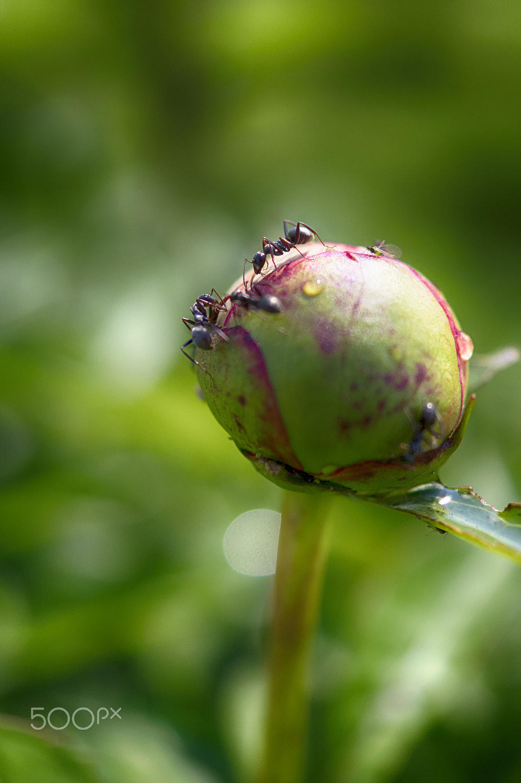 Sony SLT-A58 + Sony DT 30mm F2.8 Macro SAM sample photo. Peony photography