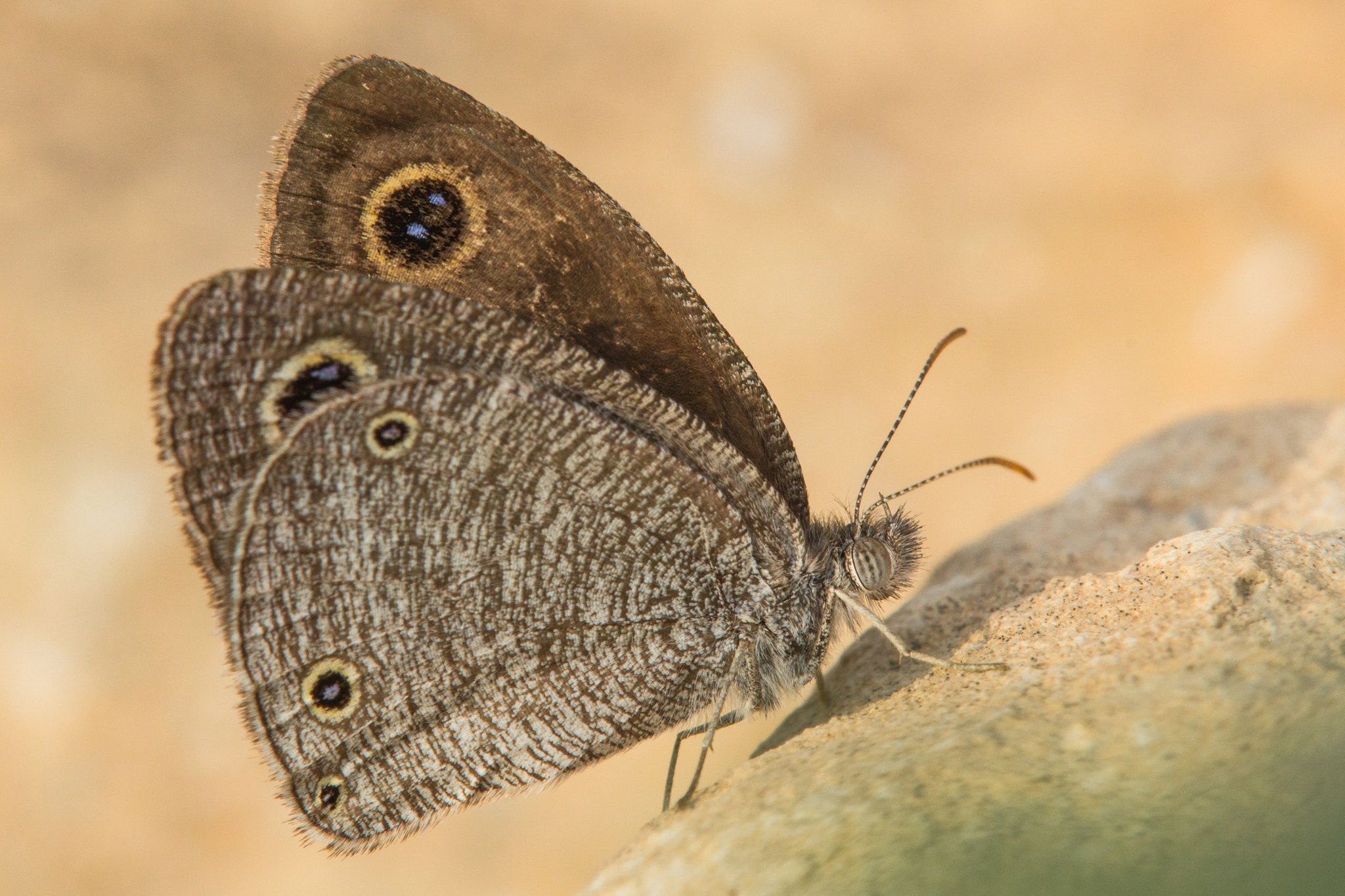 Tamron SP AF 180mm F3.5 Di LD (IF) Macro sample photo. The african ringlet photography