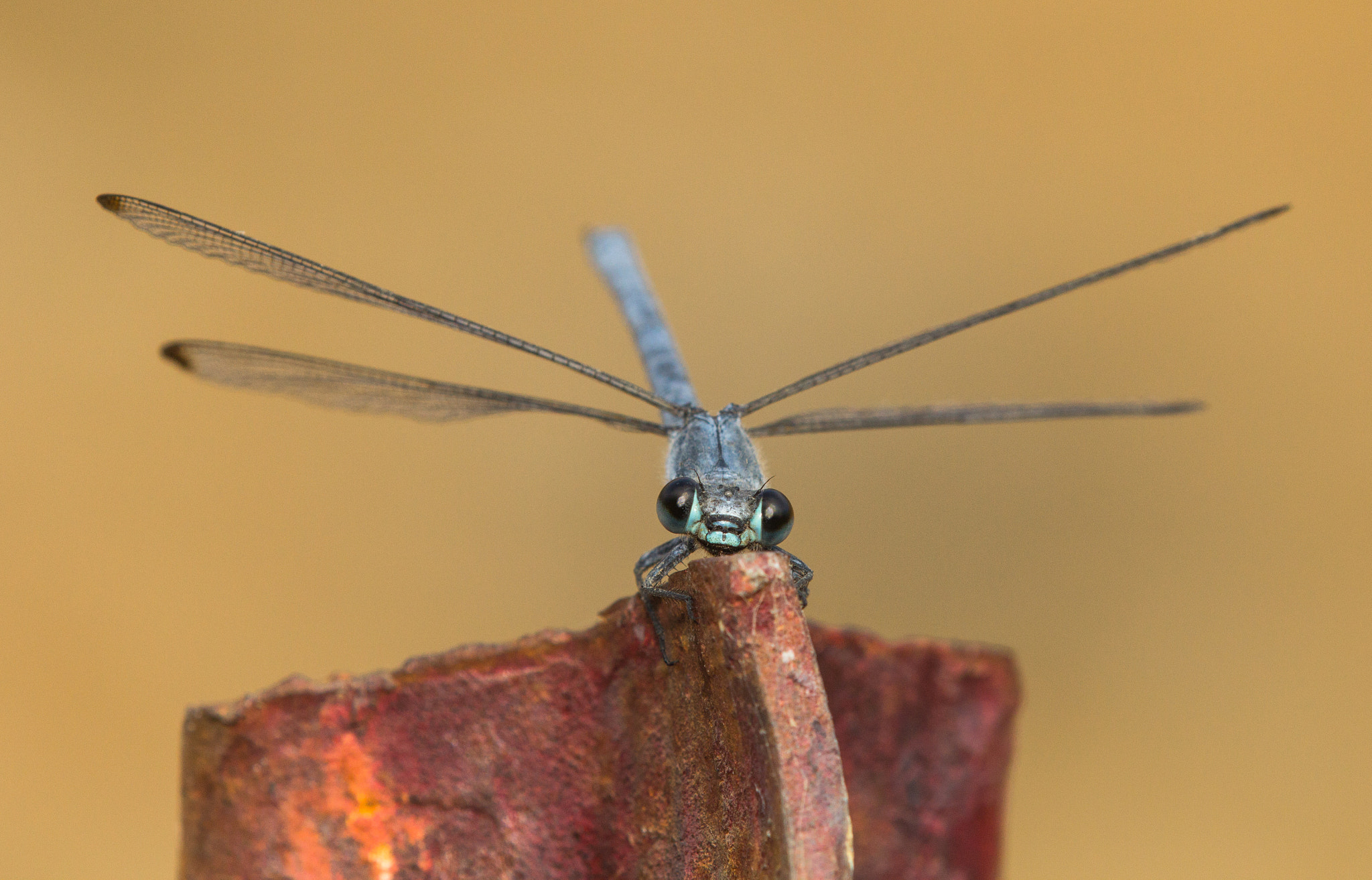 Tamron SP AF 180mm F3.5 Di LD (IF) Macro sample photo. Epallage fatime photography