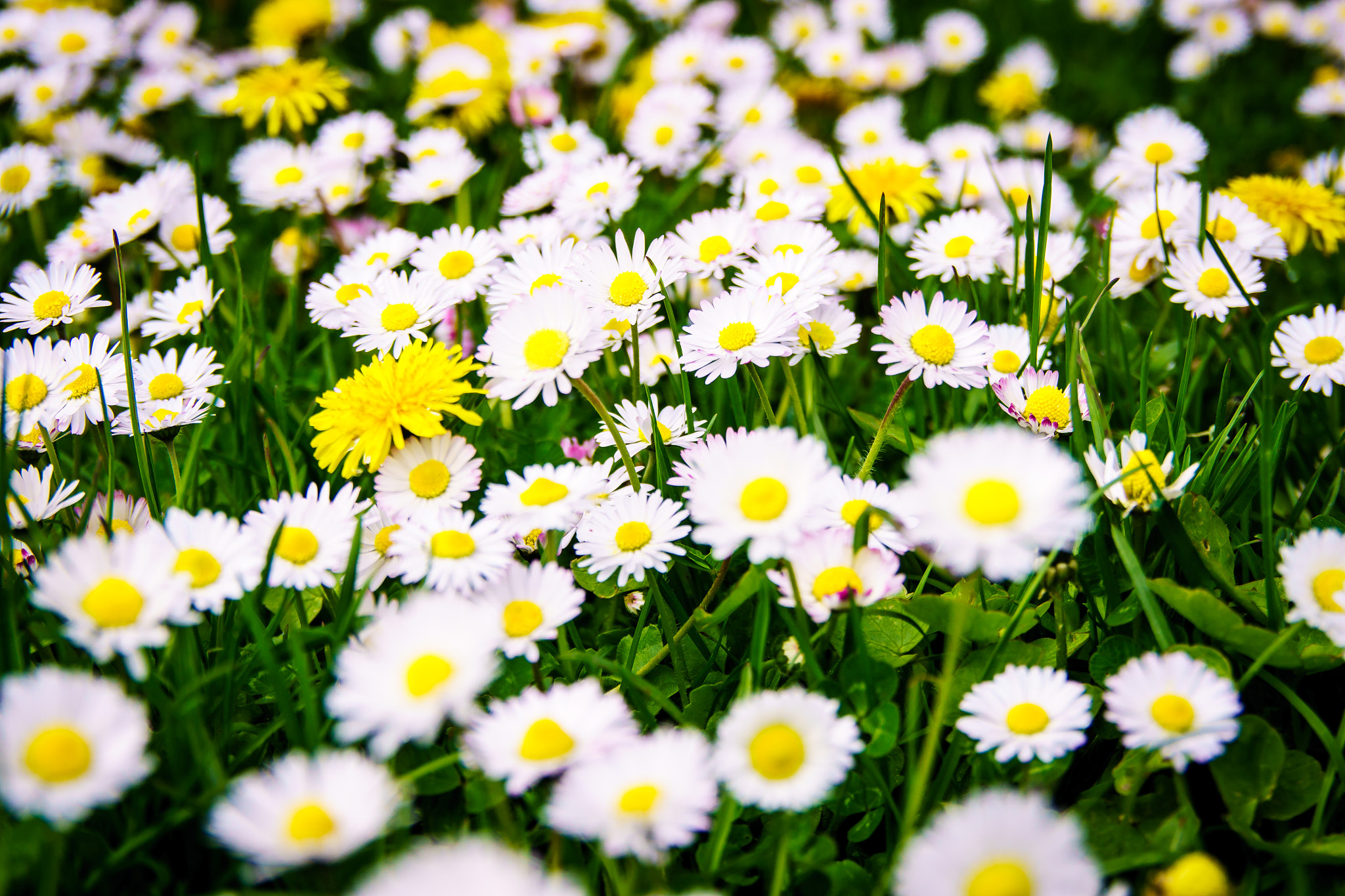 Sony ILCA-77M2 + Sigma 17-70mm F2.8-4.5 (D) sample photo. Daisies on santahamina island photography