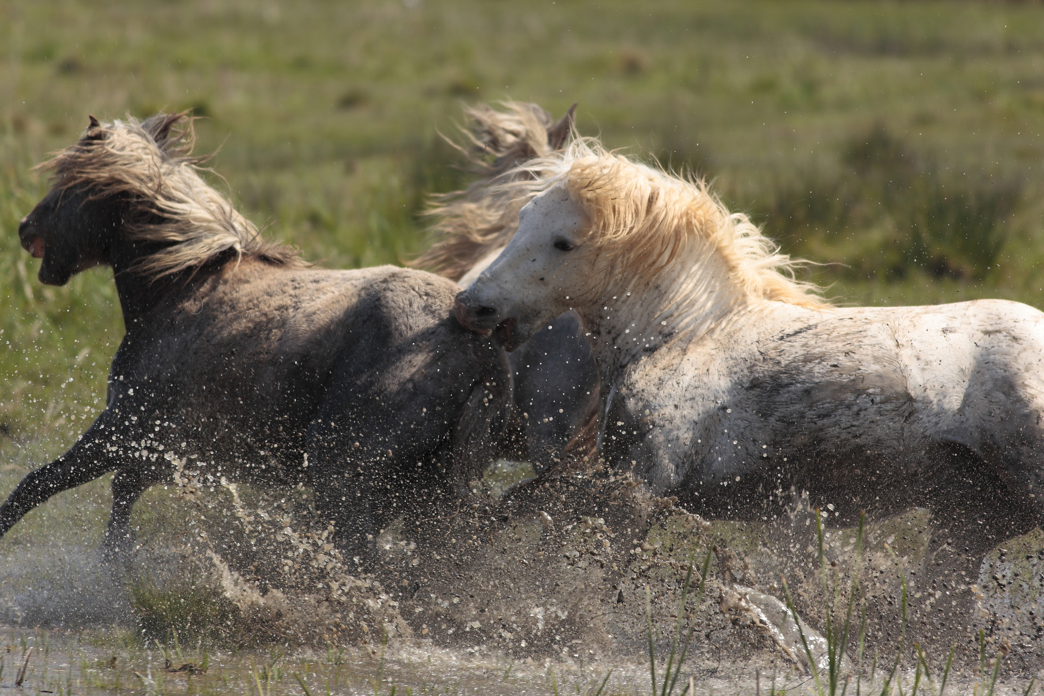 Canon EOS 5D Mark II + Canon EF 400mm F5.6L USM sample photo. The kiss photography