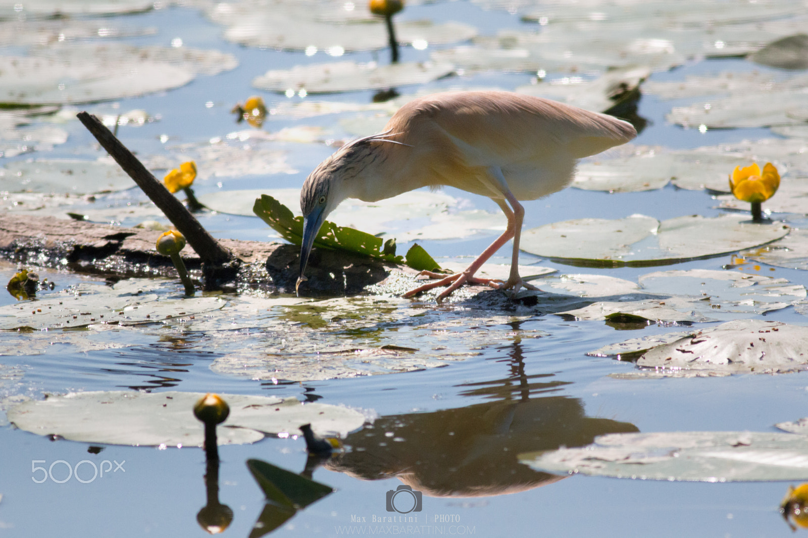 Canon EF 400mm F5.6L USM sample photo. Squacco heron ardeola ralloides photography