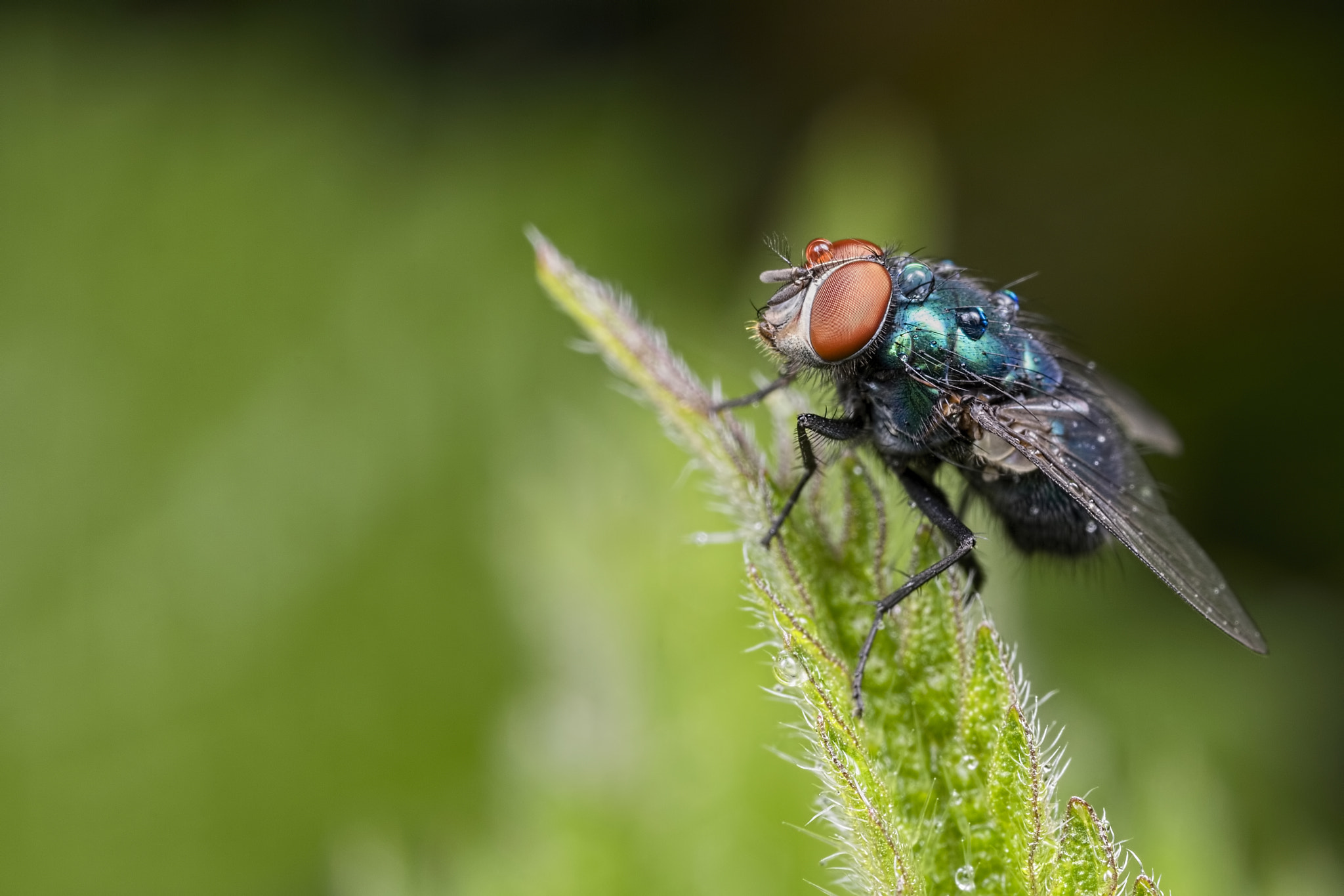 Canon EOS 760D (EOS Rebel T6s / EOS 8000D) + Canon MP-E 65mm F2.5 1-5x Macro Photo sample photo. Rain on the bluebottle photography