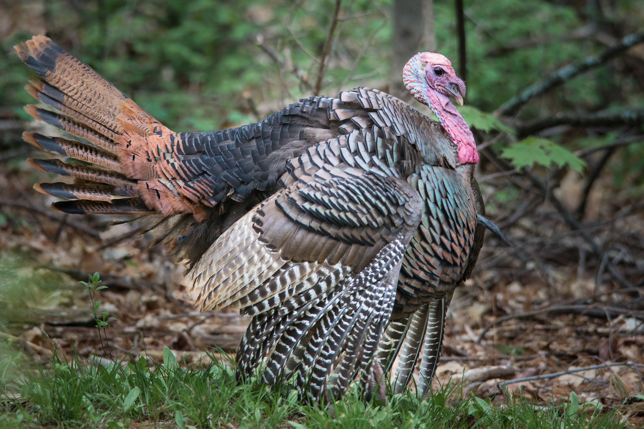 Sigma 150-500mm F5-6.3 DG OS HSM sample photo. Turkey strutting photography