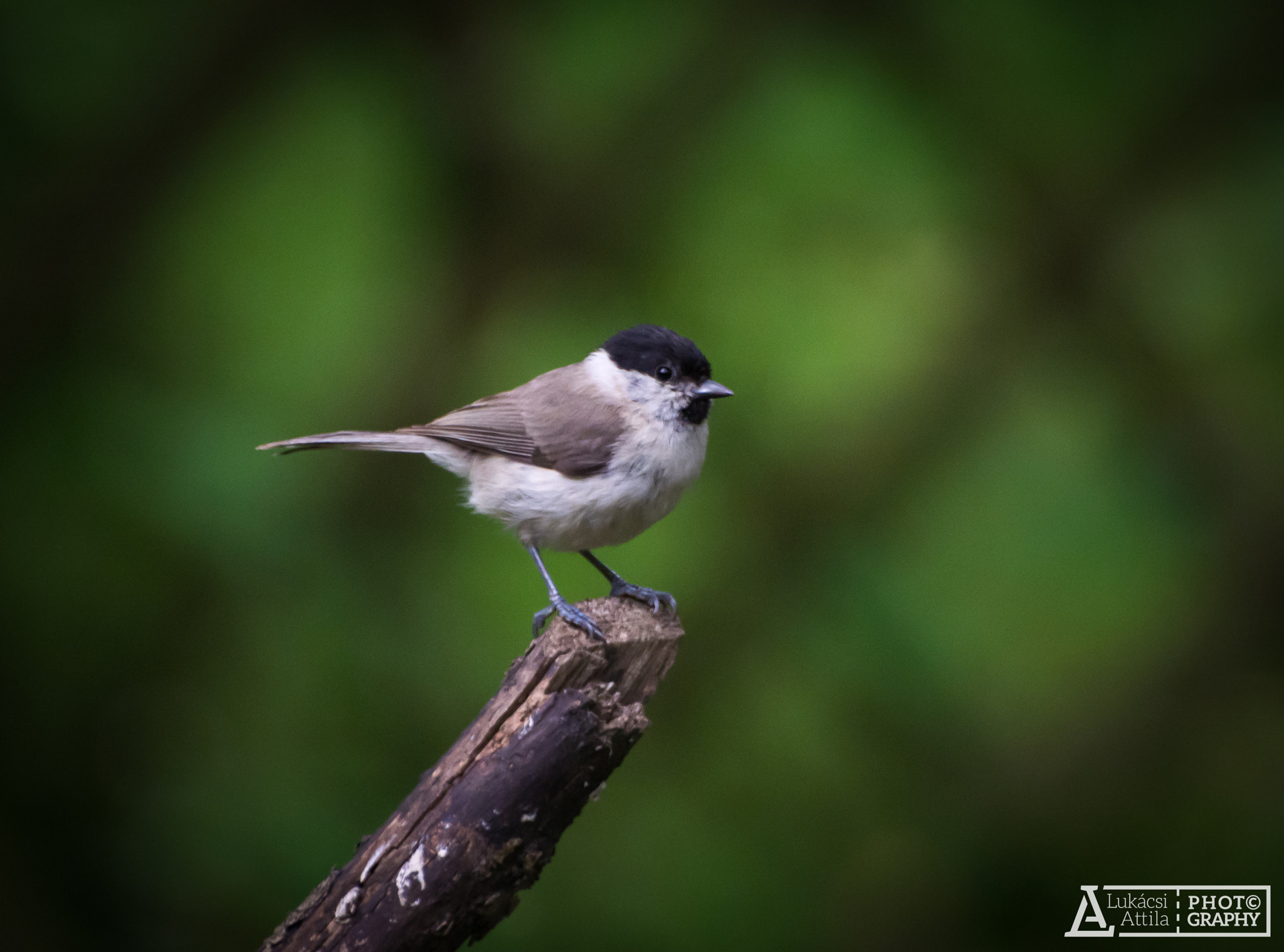 Olympus Zuiko Digital ED 70-300mm F4.0-5.6 sample photo. Marsh tit photography