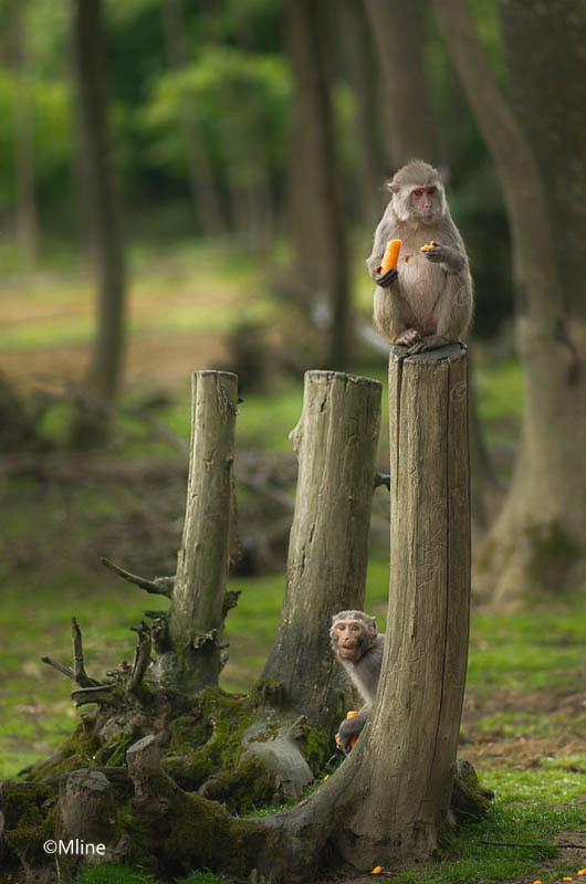 Pentax smc DA* 200mm F2.8 ED (IF) SDM sample photo. 3 trunks 2 monkeys photography