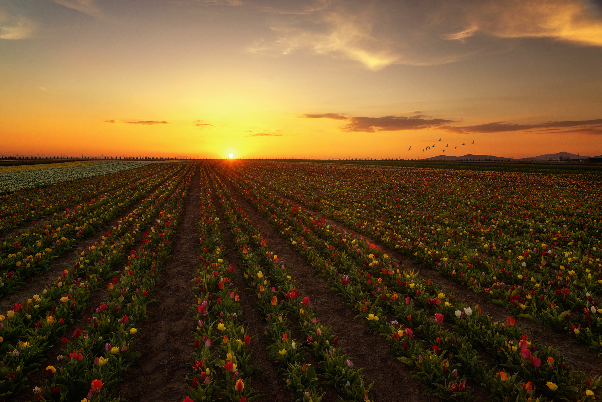 Sony a7R sample photo. Tulip time photography