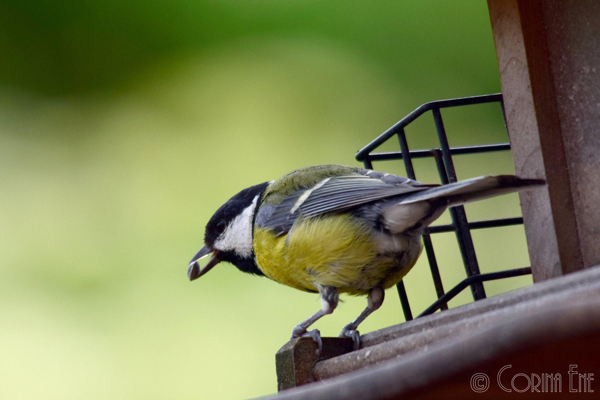Sigma 150-500mm F5-6.3 DG OS HSM sample photo. Bluetilt photography