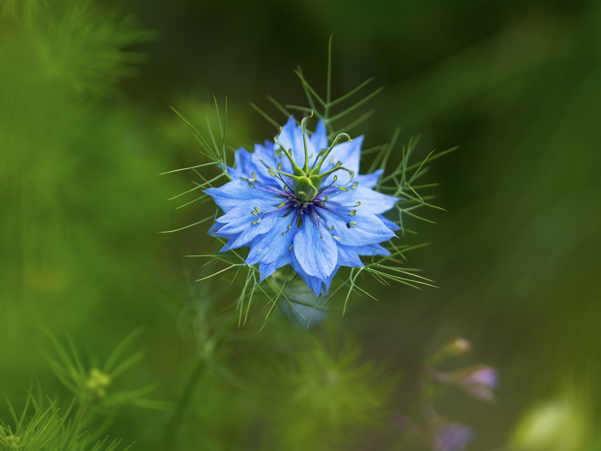 Panasonic Lumix DMC-G5 + Olympus M.Zuiko Digital 45mm F1.8 sample photo. Nigella damascena. photography