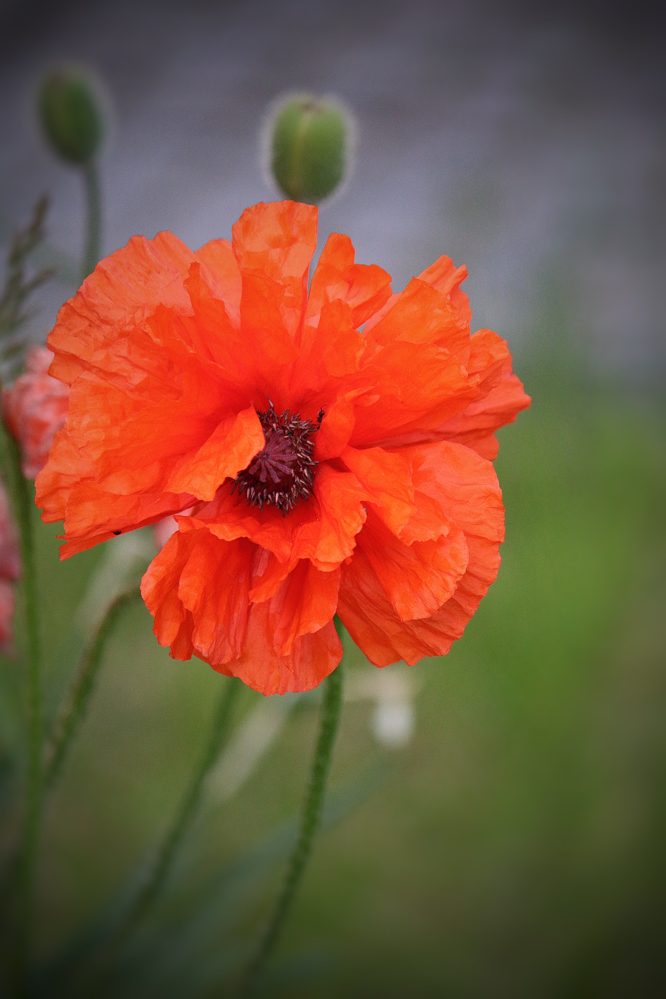 Canon EF-S 55-250mm F4-5.6 IS sample photo. Poppies photography