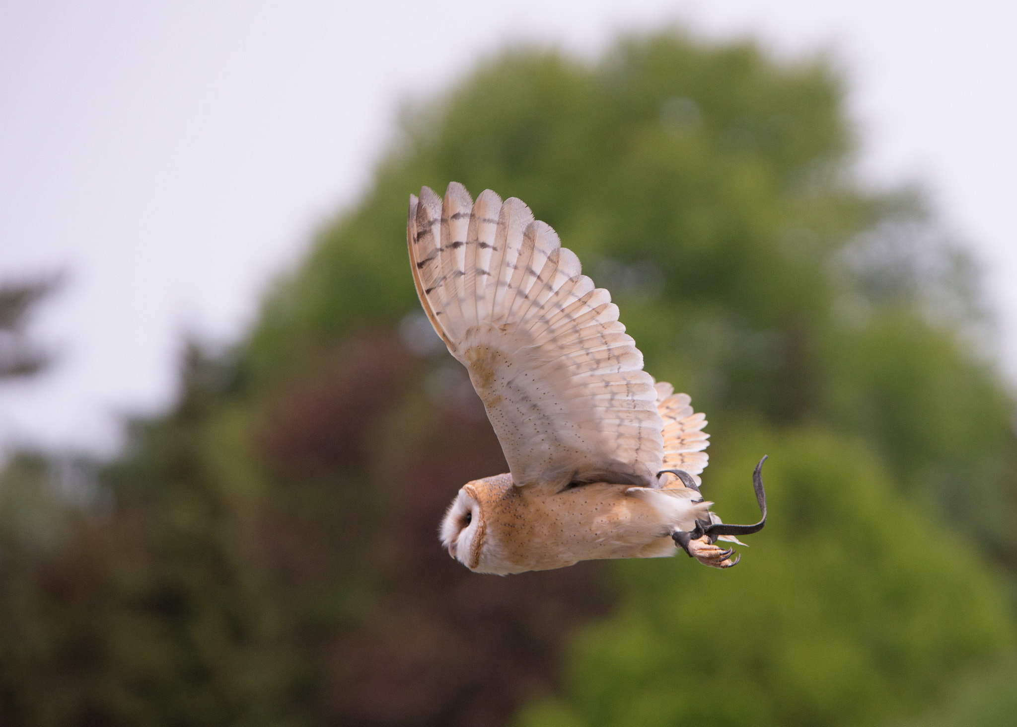 70-200mm F2.8 sample photo. Owl photography