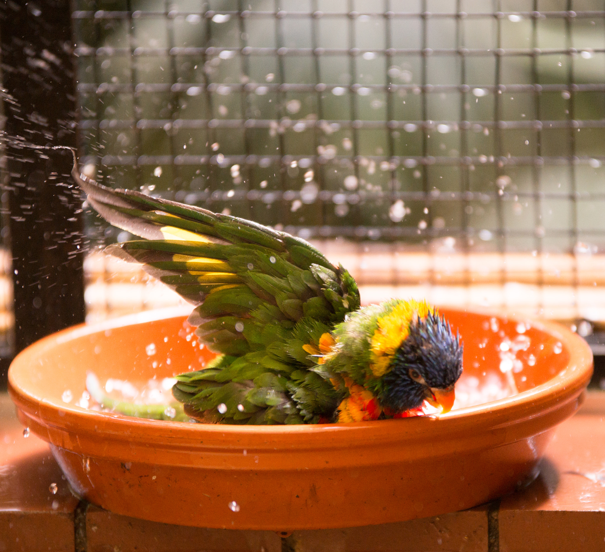 70-200mm F2.8 sample photo. Bird photography