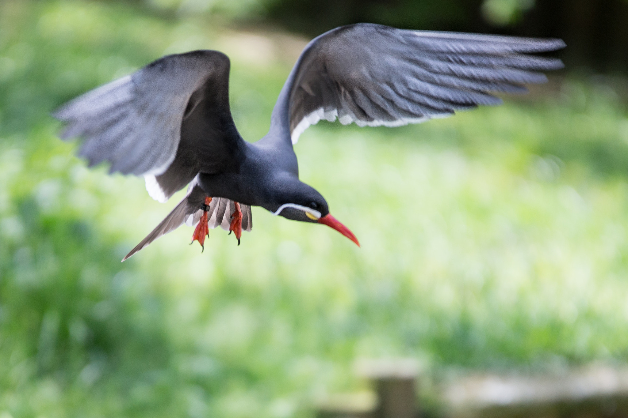 70-200mm F2.8 sample photo. Bird photography