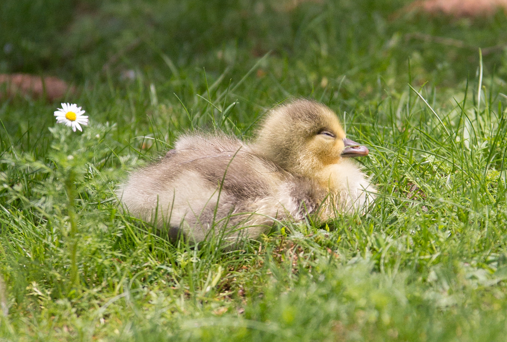 70-200mm F2.8 sample photo. Chicken photography