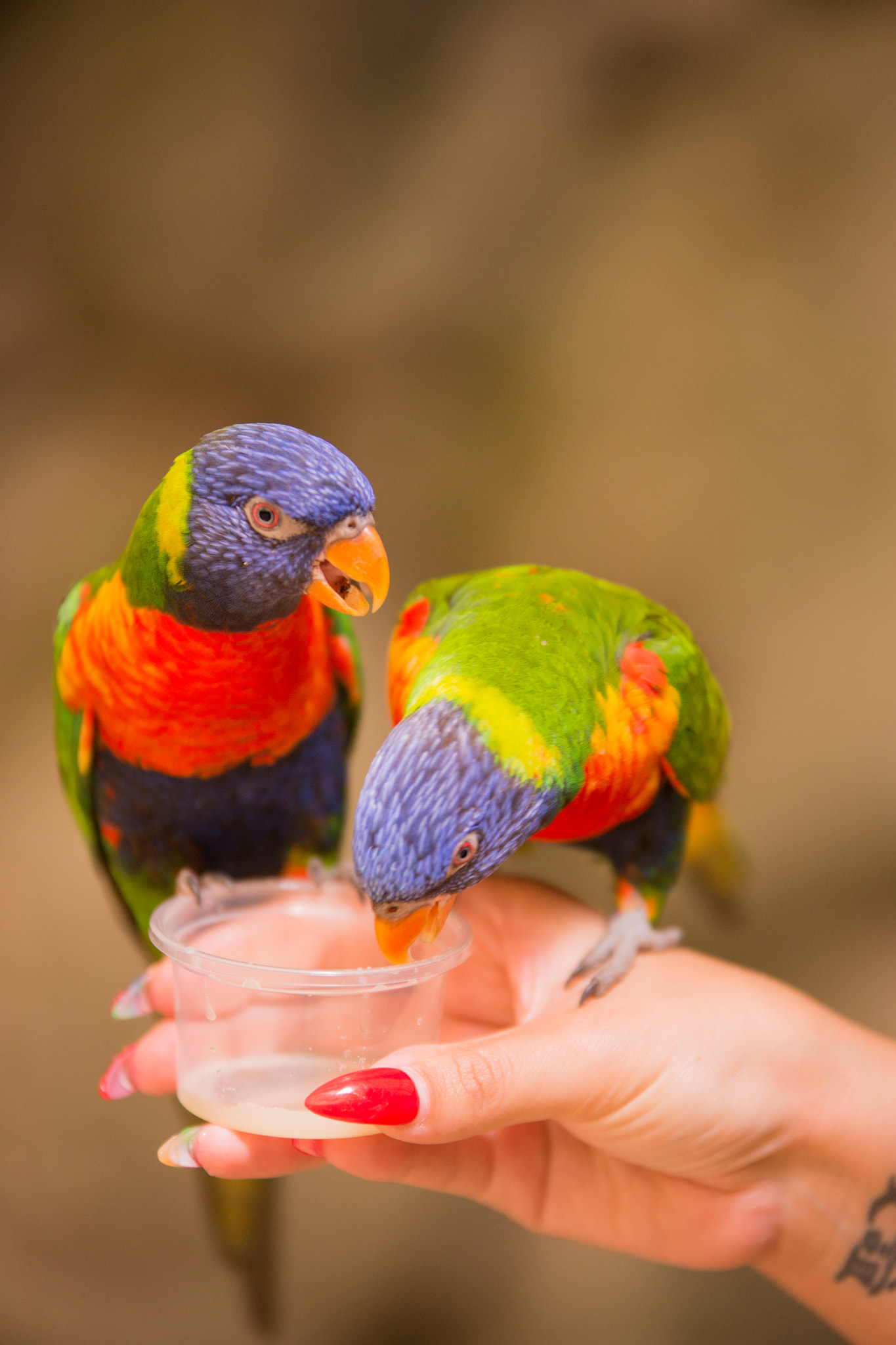 70-200mm F2.8 sample photo. Bird photography