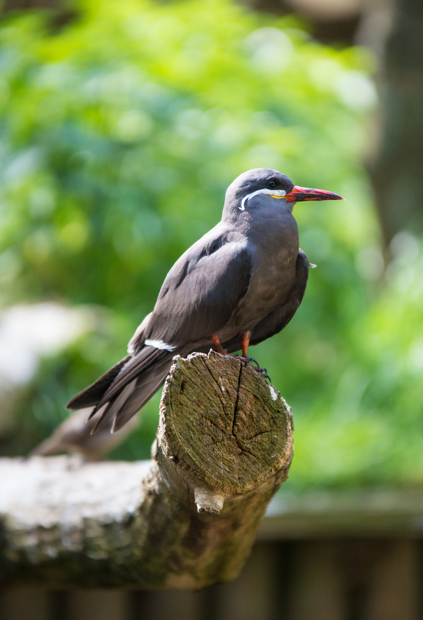 70-200mm F2.8 sample photo. Bird photography