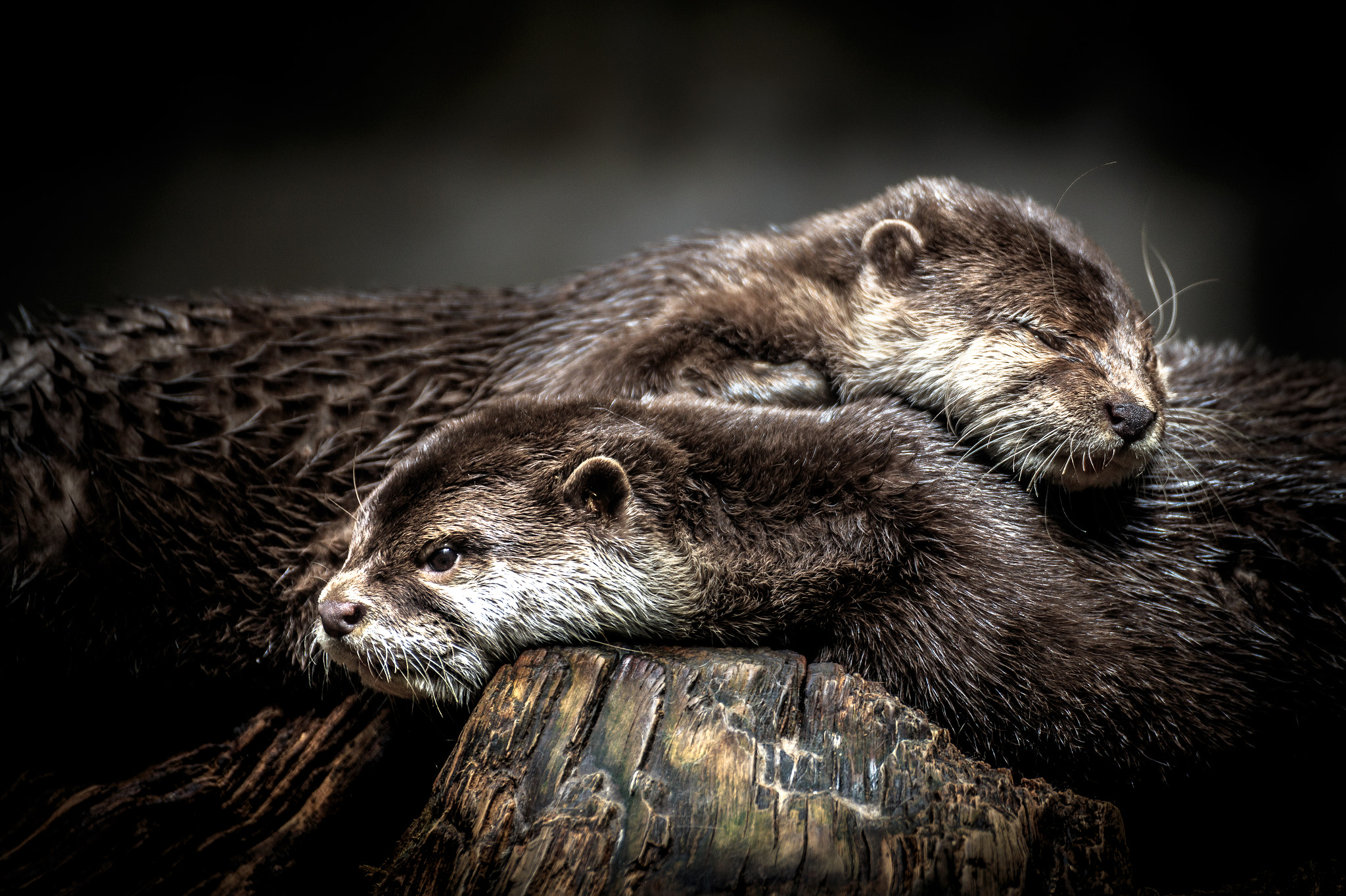 Otterly cozy