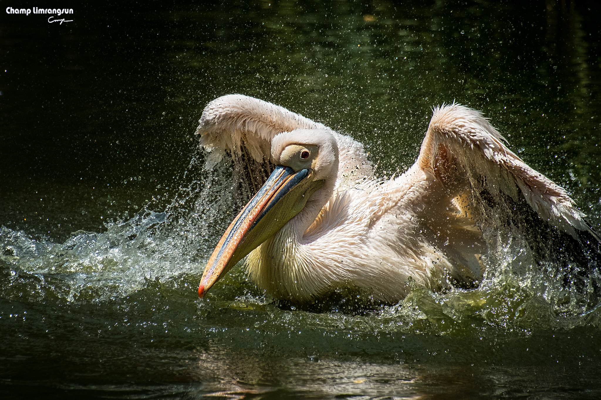 Fujifilm X-M1 + Fujifilm XC 50-230mm F4.5-6.7 OIS II sample photo. Big white pelican photography