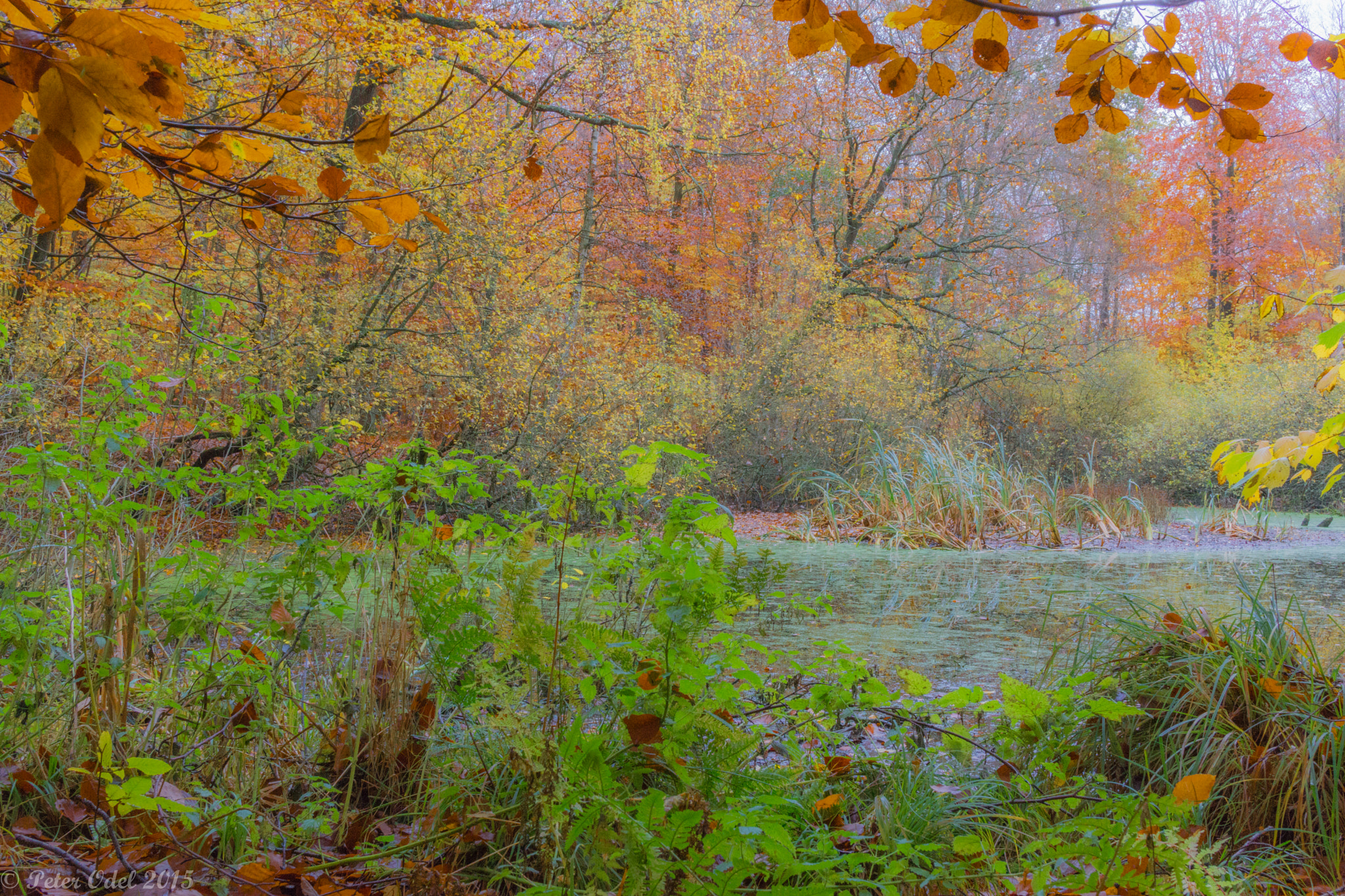 Sony Alpha NEX-7 + Sony Sonnar T* E 24mm F1.8 ZA sample photo. Autumn  photography