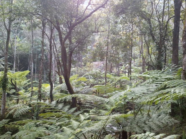 Samsung Galaxy S sample photo. Jurassic forest photography