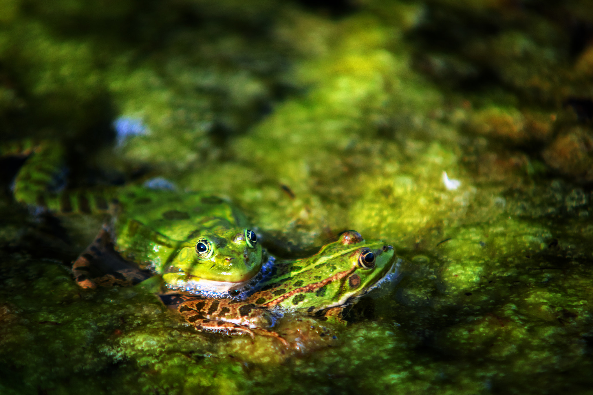 Sigma 70-200mm F2.8 EX DG Macro HSM II sample photo. Love <3 photography