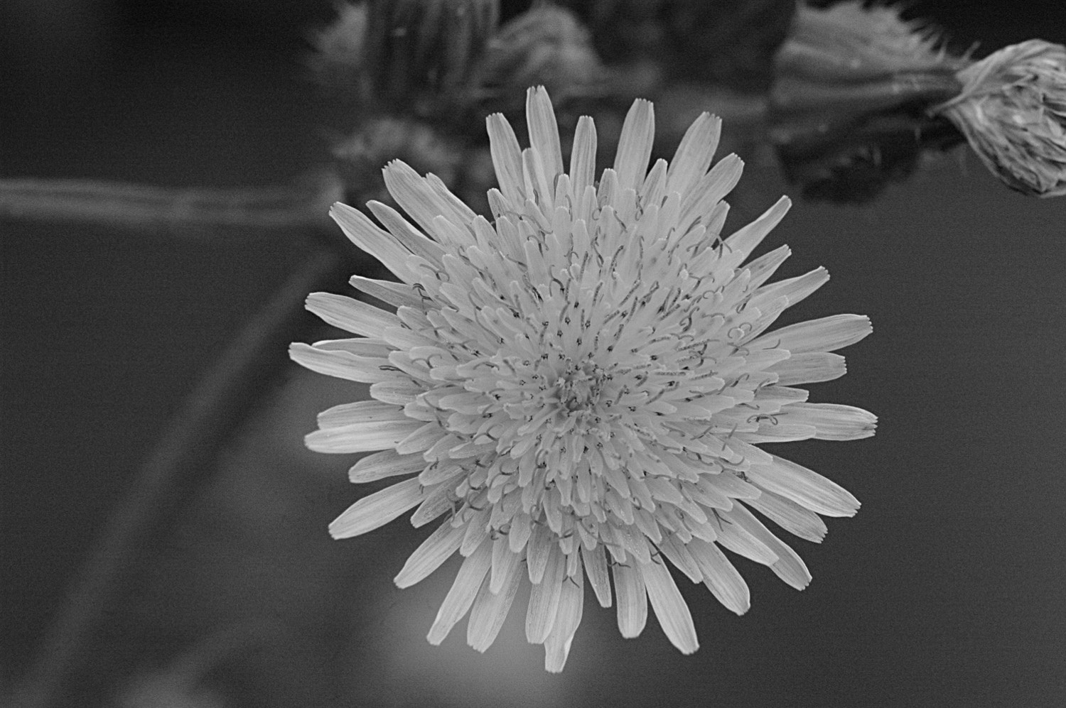 Nikon D70s + Sigma Macro 90mm F2.8 sample photo. A photography