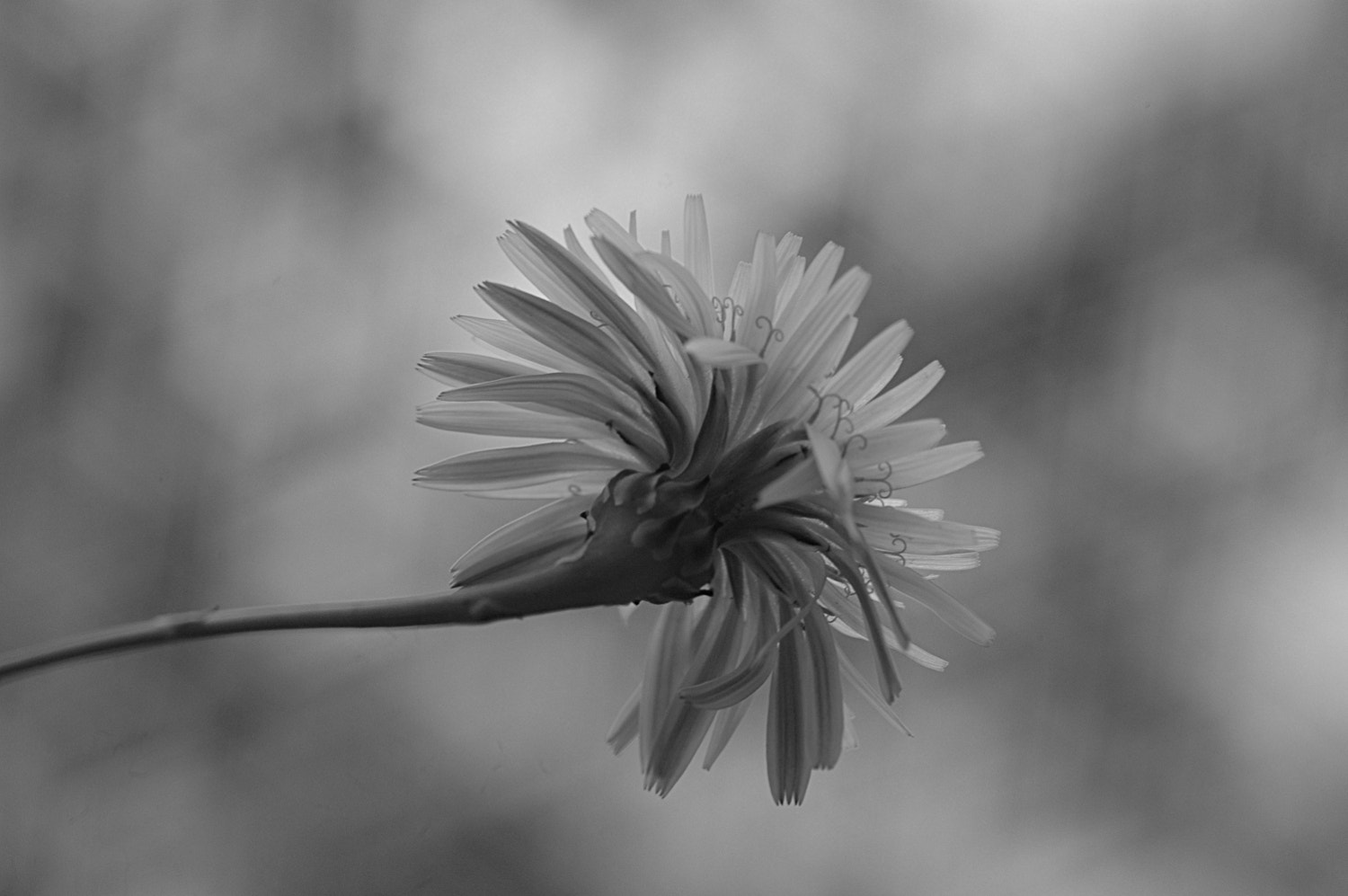 Nikon D70s + Sigma Macro 90mm F2.8 sample photo. A photography