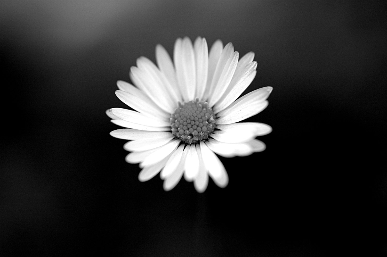 Nikon D70s + Sigma Macro 90mm F2.8 sample photo. A photography