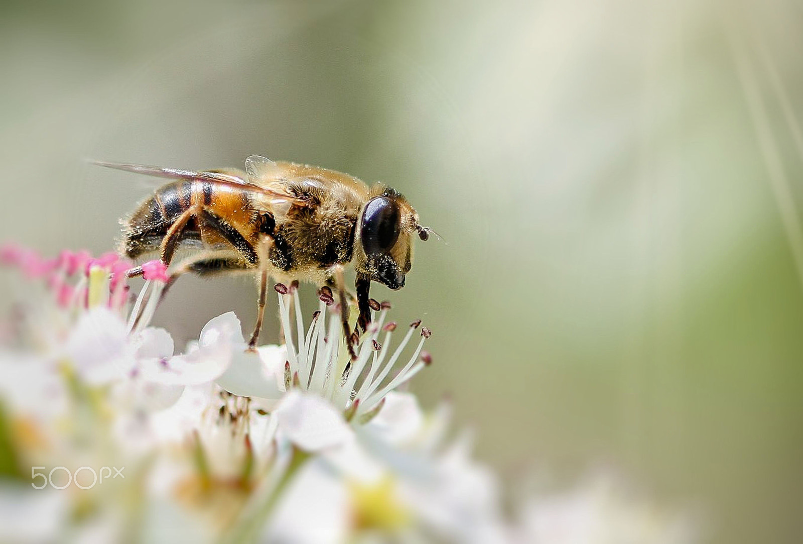Canon EOS 7D + Canon EF 100mm F2.8 Macro USM sample photo. I'm on top of the world!! photography