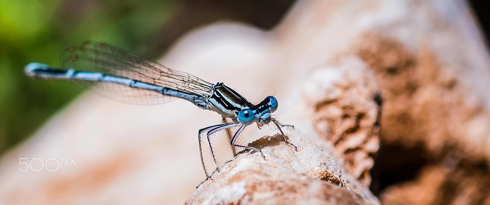 Samsung NX 60mm F2.8 Macro ED OIS SSA sample photo. Blue dragonfly photography