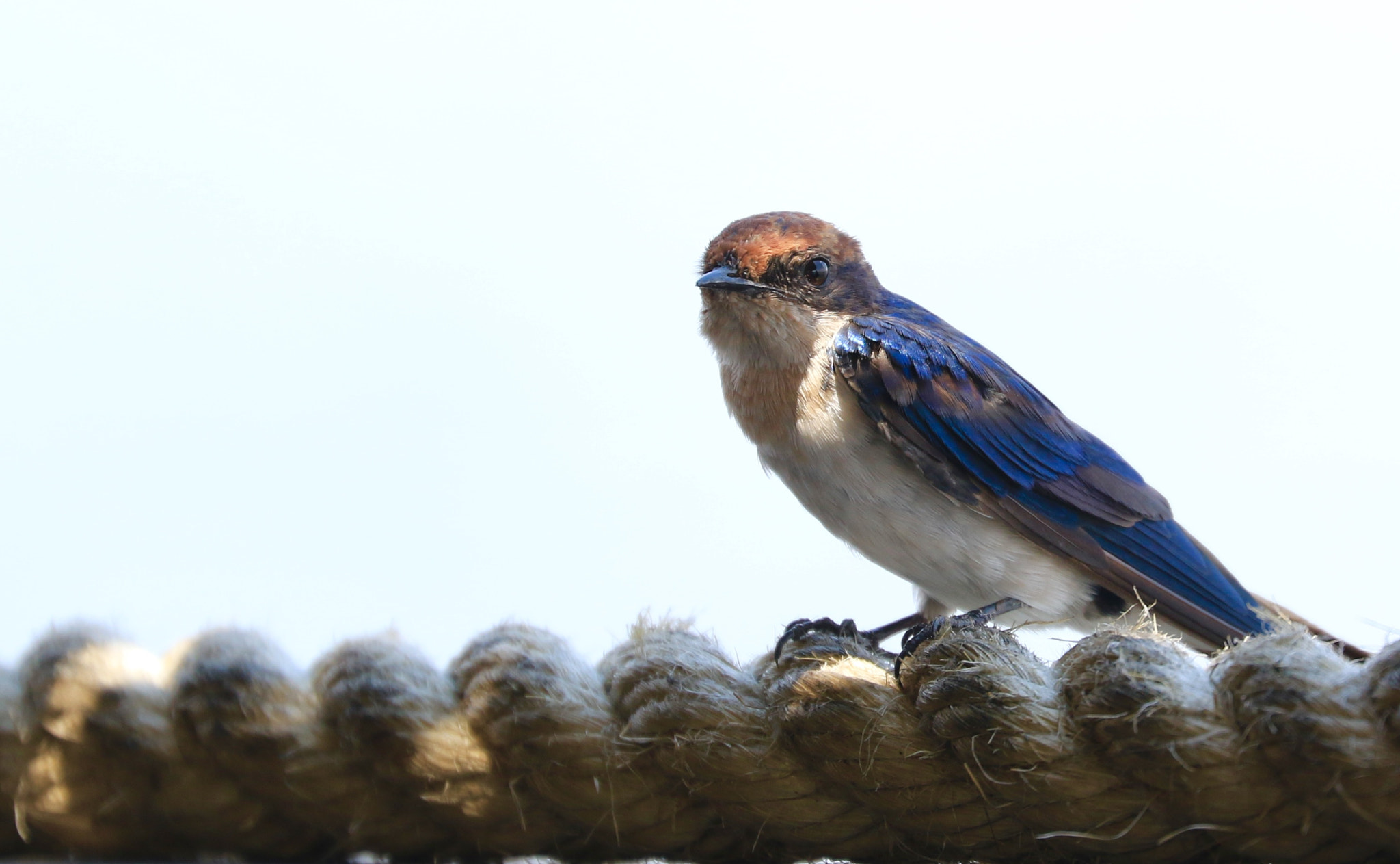 Canon EF 70-300mm F4-5.6L IS USM sample photo. Oiseau d'afrique du sud photography